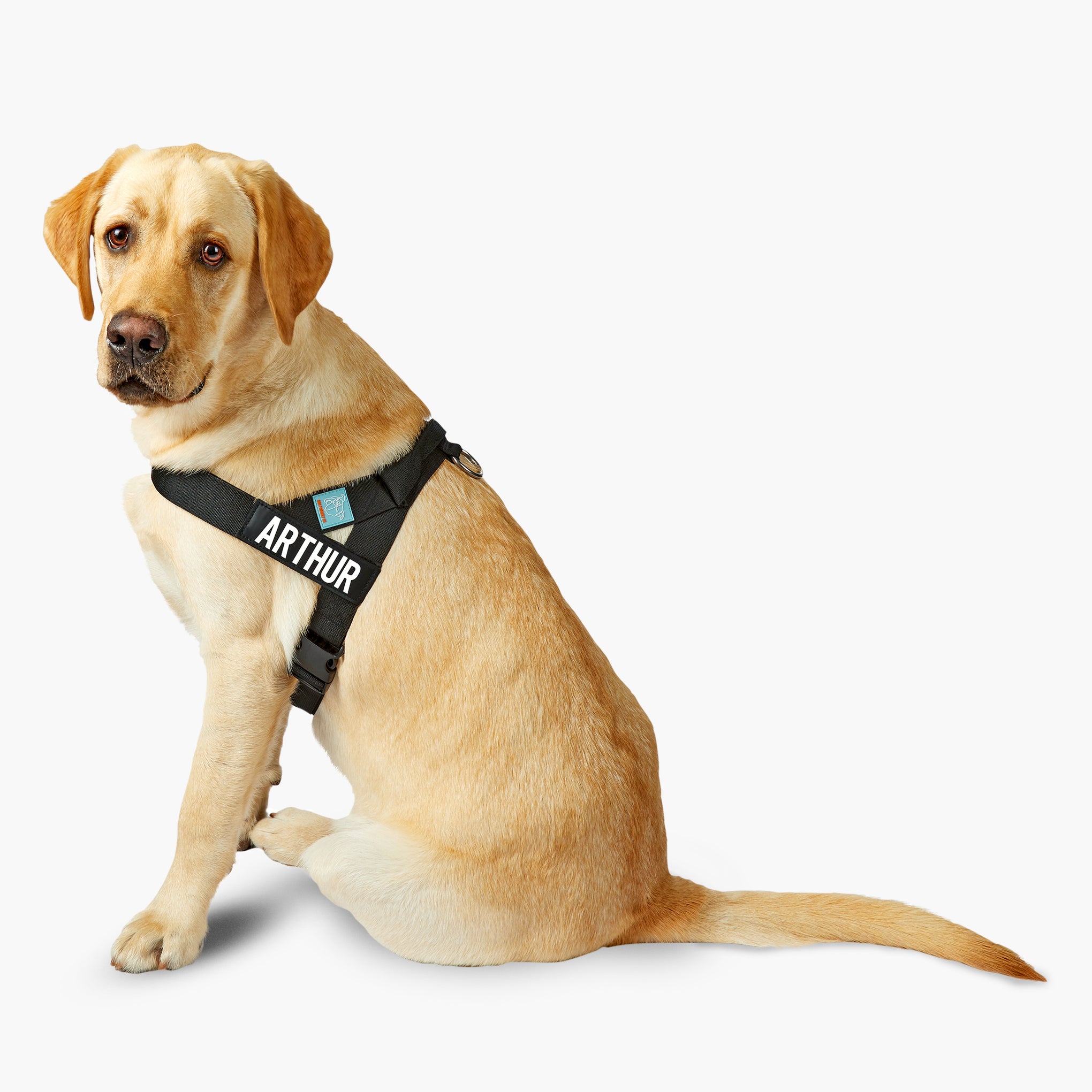 Dog Friendly Co. Dog Harness Black
