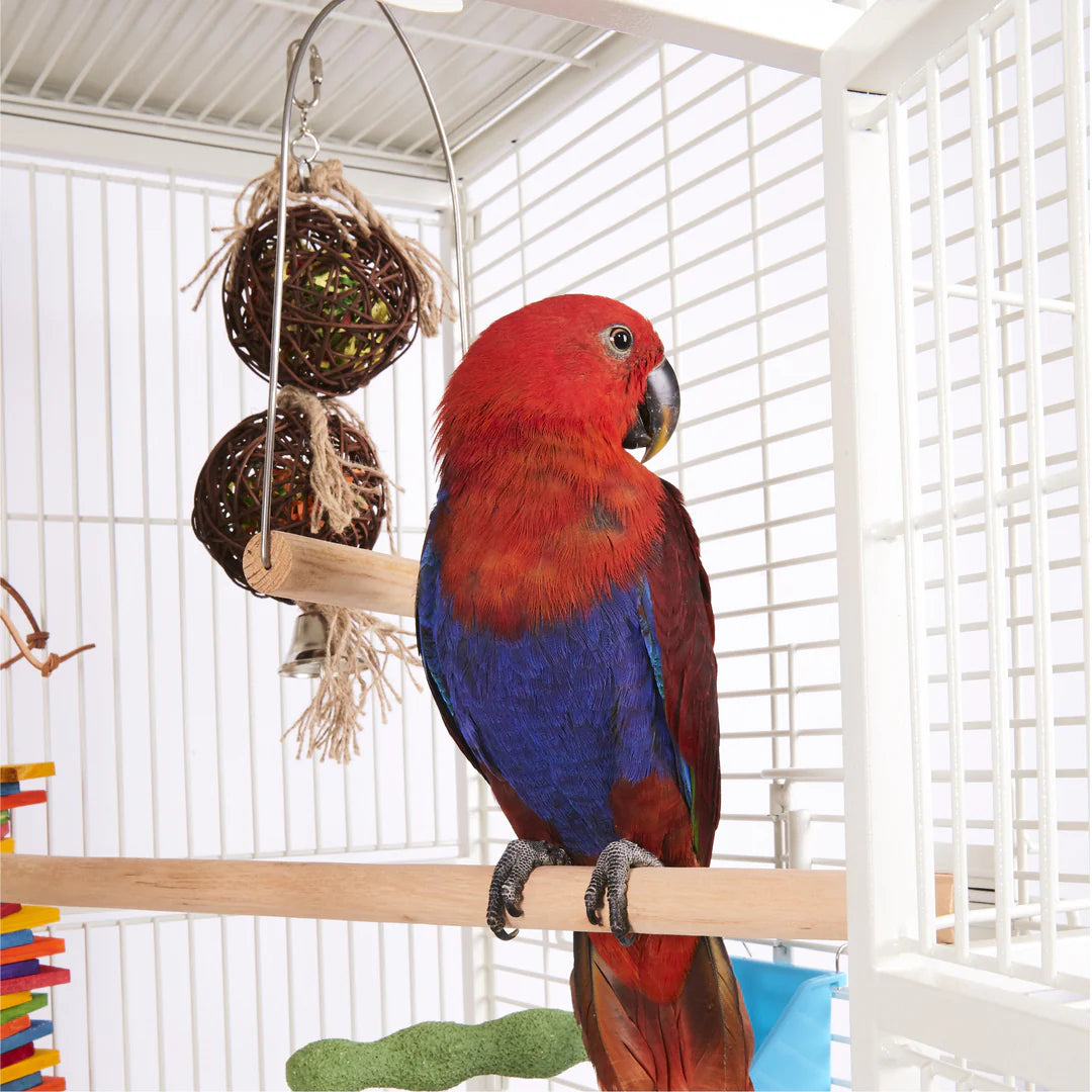 Kazoo D Swing Wooden Bird Perch Medium