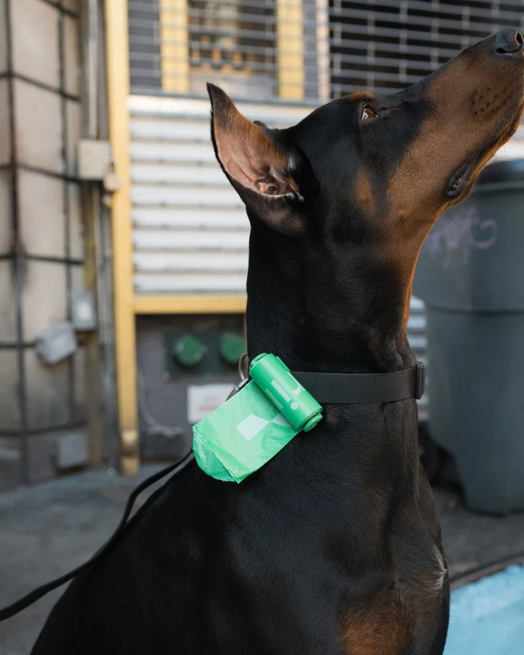 Springer Pets Poop Bag Dispenser With Bags Springer Green