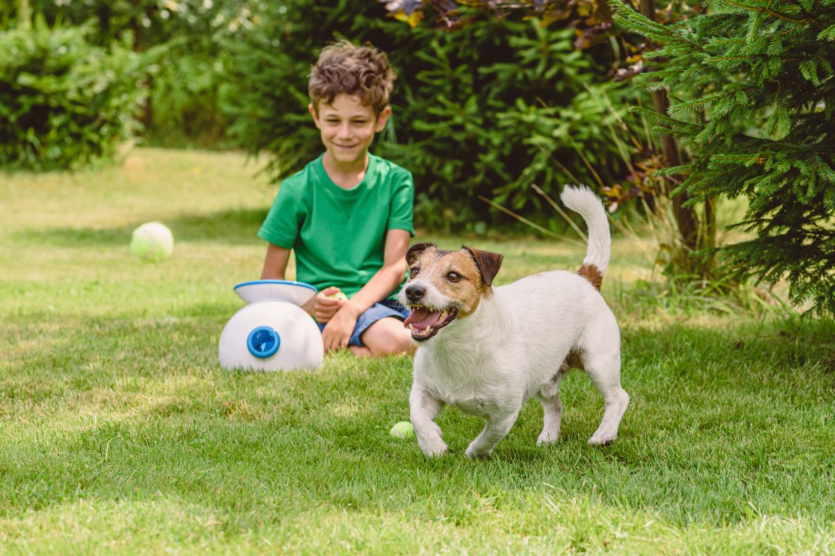 Upgrade Your Pup's Life with Latest Dog Technology