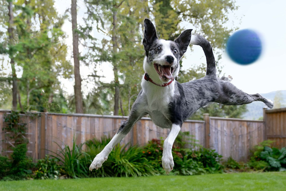Boost Your Pet's Health with Hill's Prescription Joy!