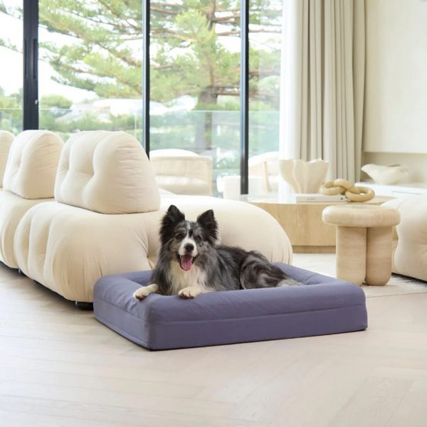 Dazy Dog Orthopedic Memory Foam Dog Bed Outlast Cooling Midnight