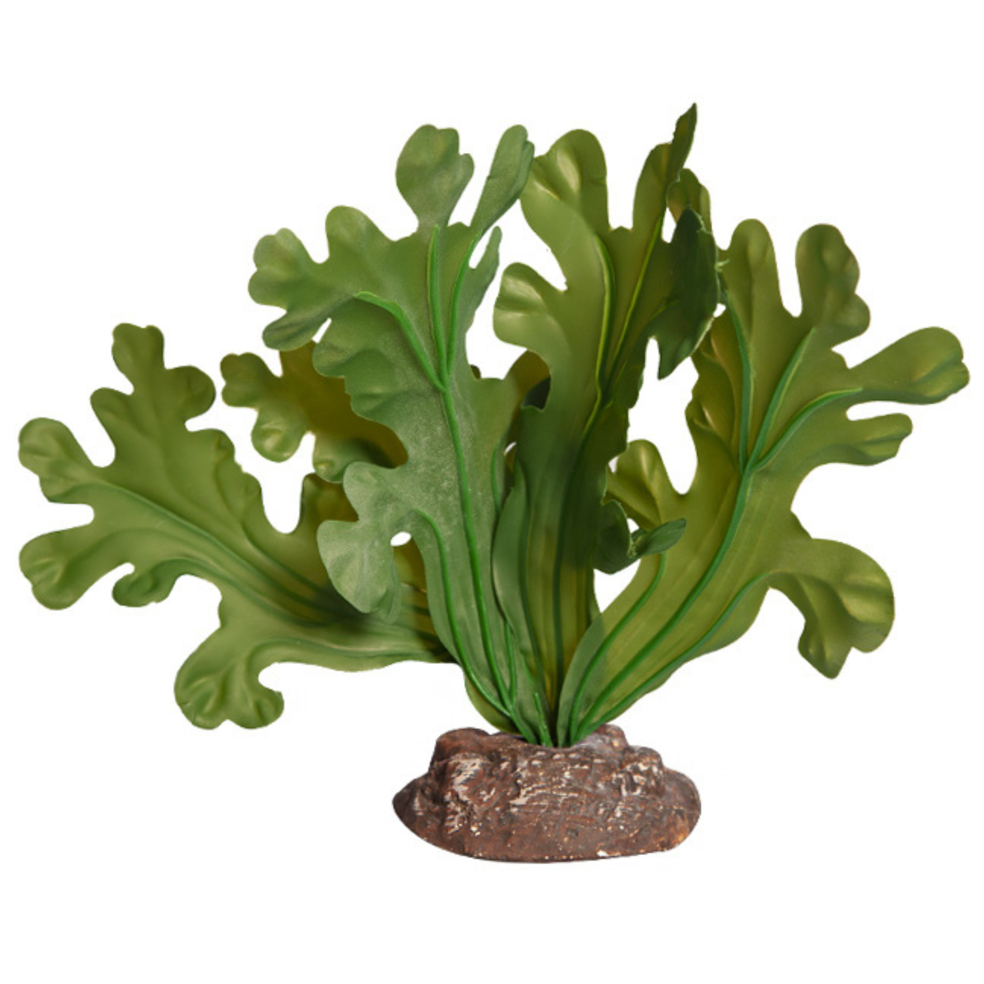 Reptile One Plant Small Fishbone Cactus Green with Ceramic Base