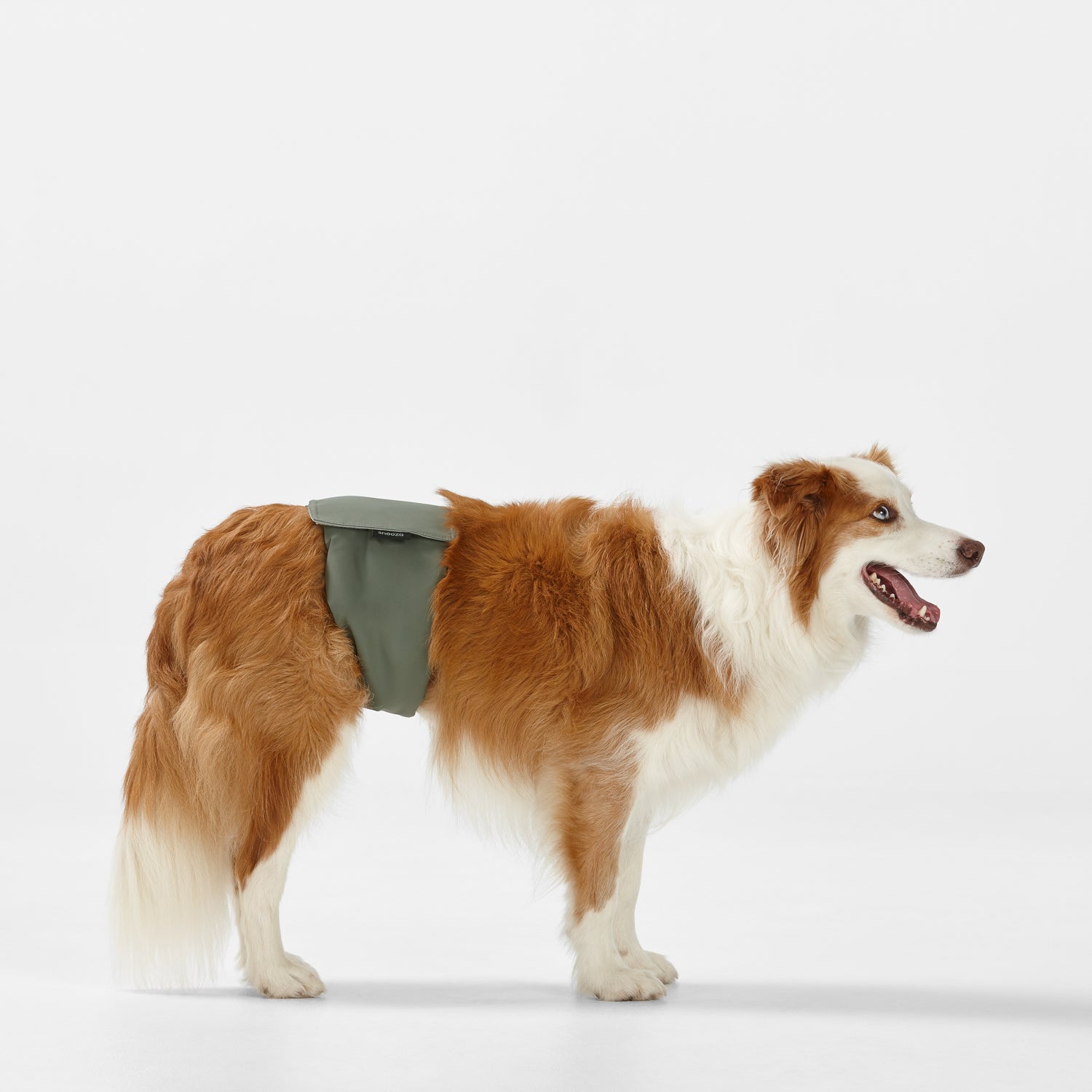 Snooza Washable Nappy Pant for Female Dogs 2 Pack