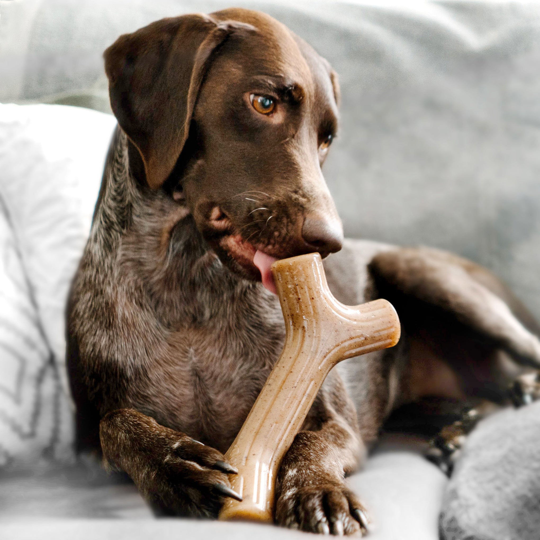 Benebone Maplestick Dog Toy