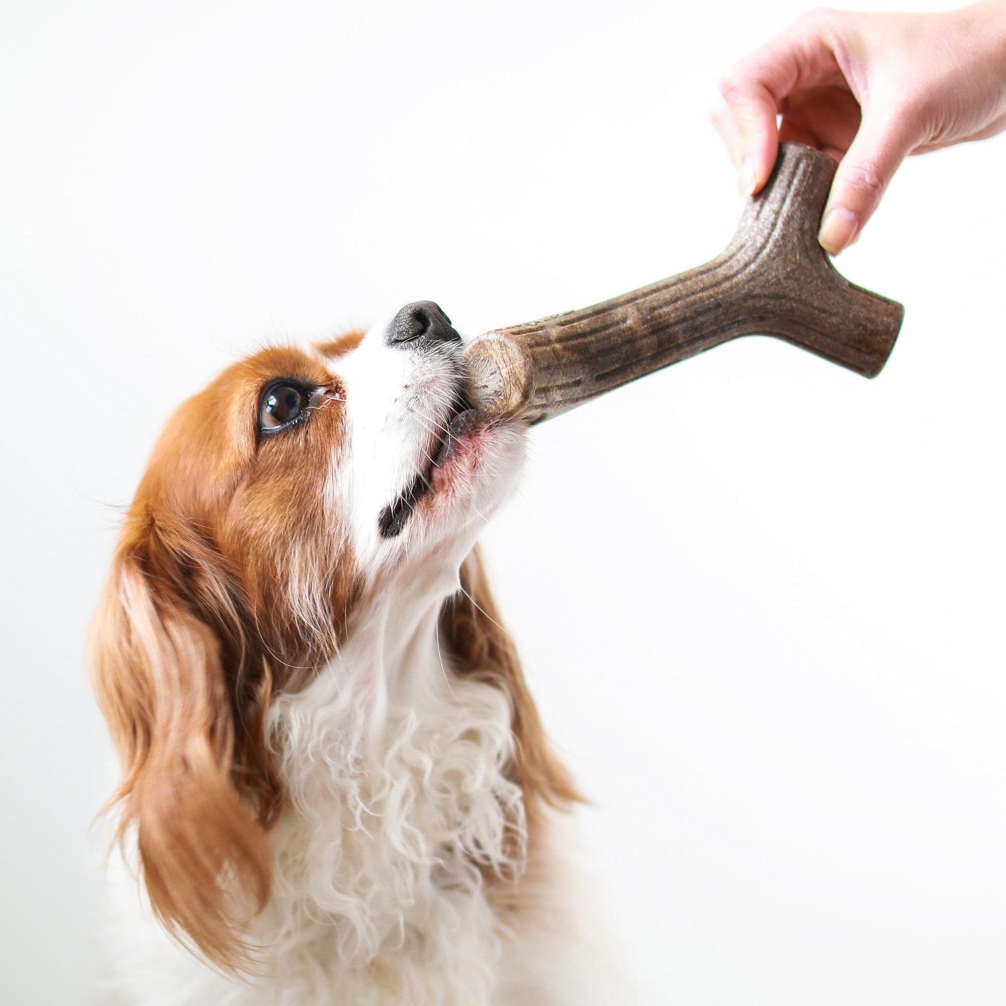 Benebone Maplestick Dog Toy