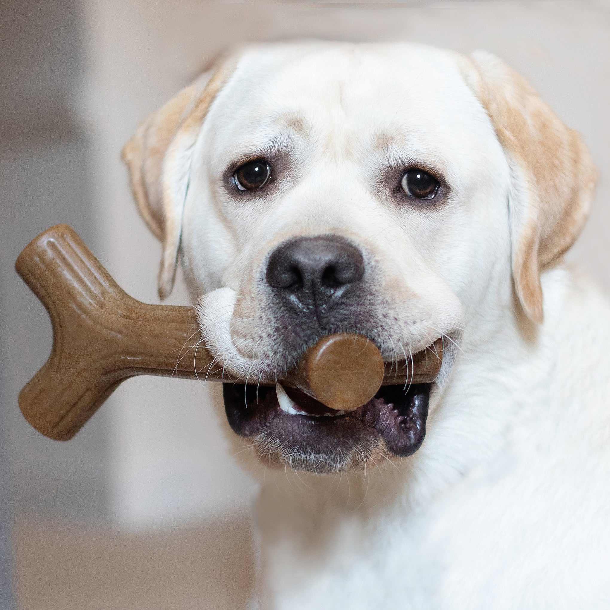 Benebone Maplestick Dog Toy