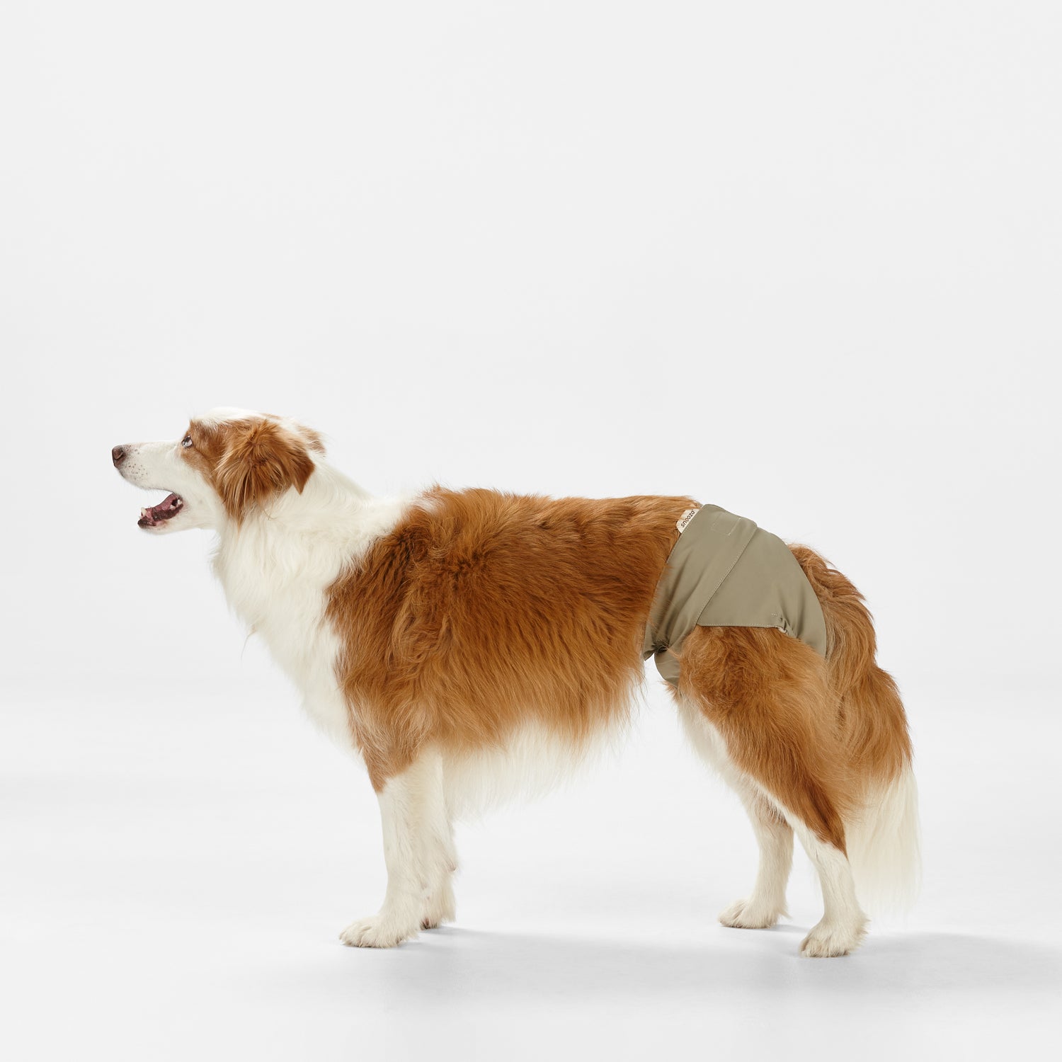 Snooza Washable Nappy Pant for Female Dogs 2 Pack