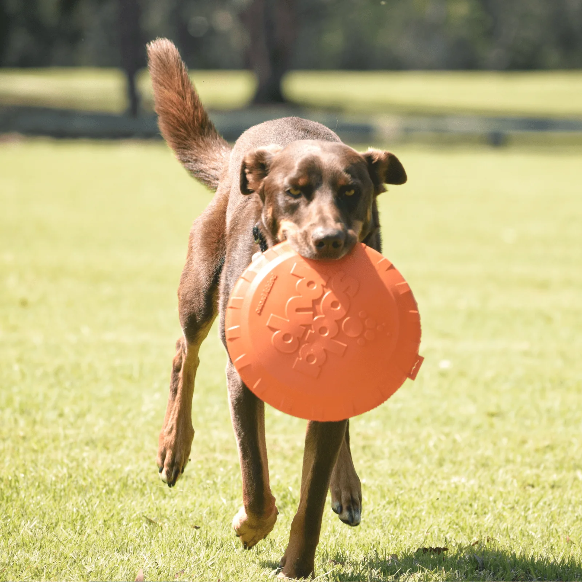 SodaPup Original Bottle Top Flyer Dog Toy