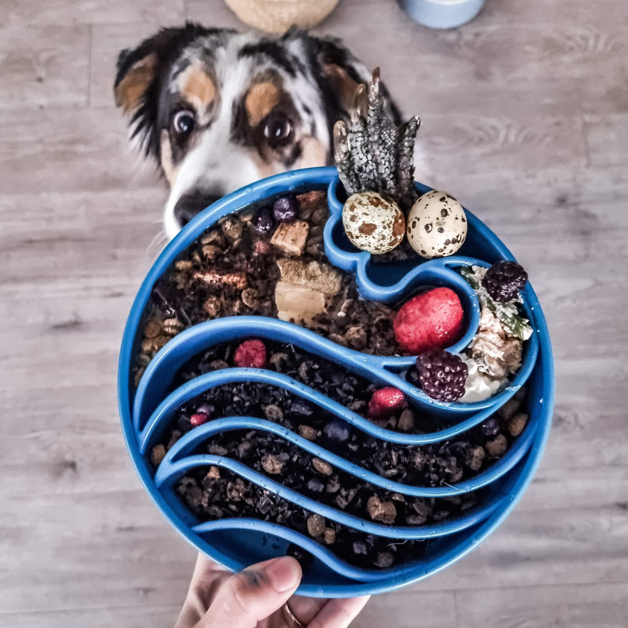 SodaPup Wave eBowl Dog Bowl