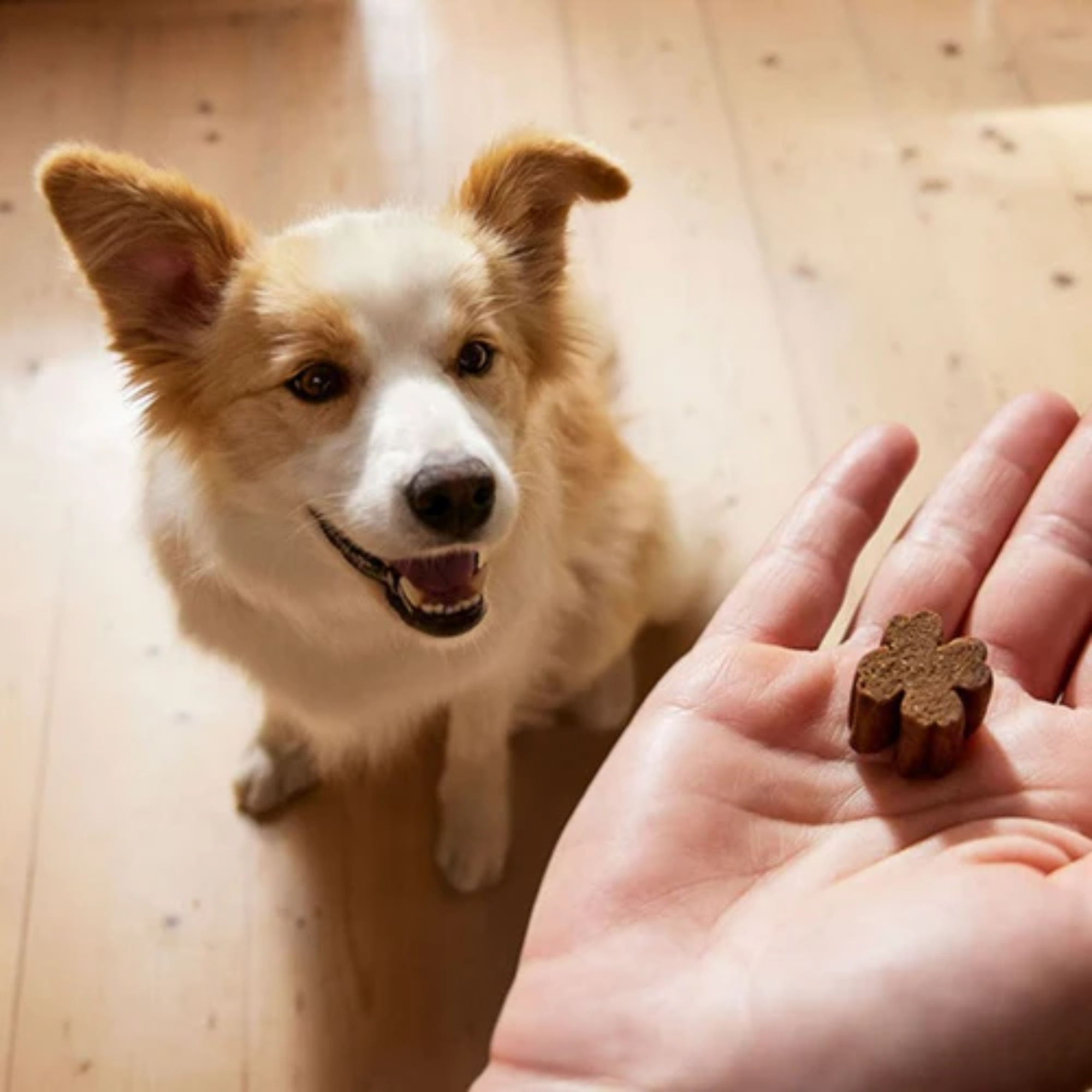 ZamiPet Allergy & Itch Chews for Dogs 300g