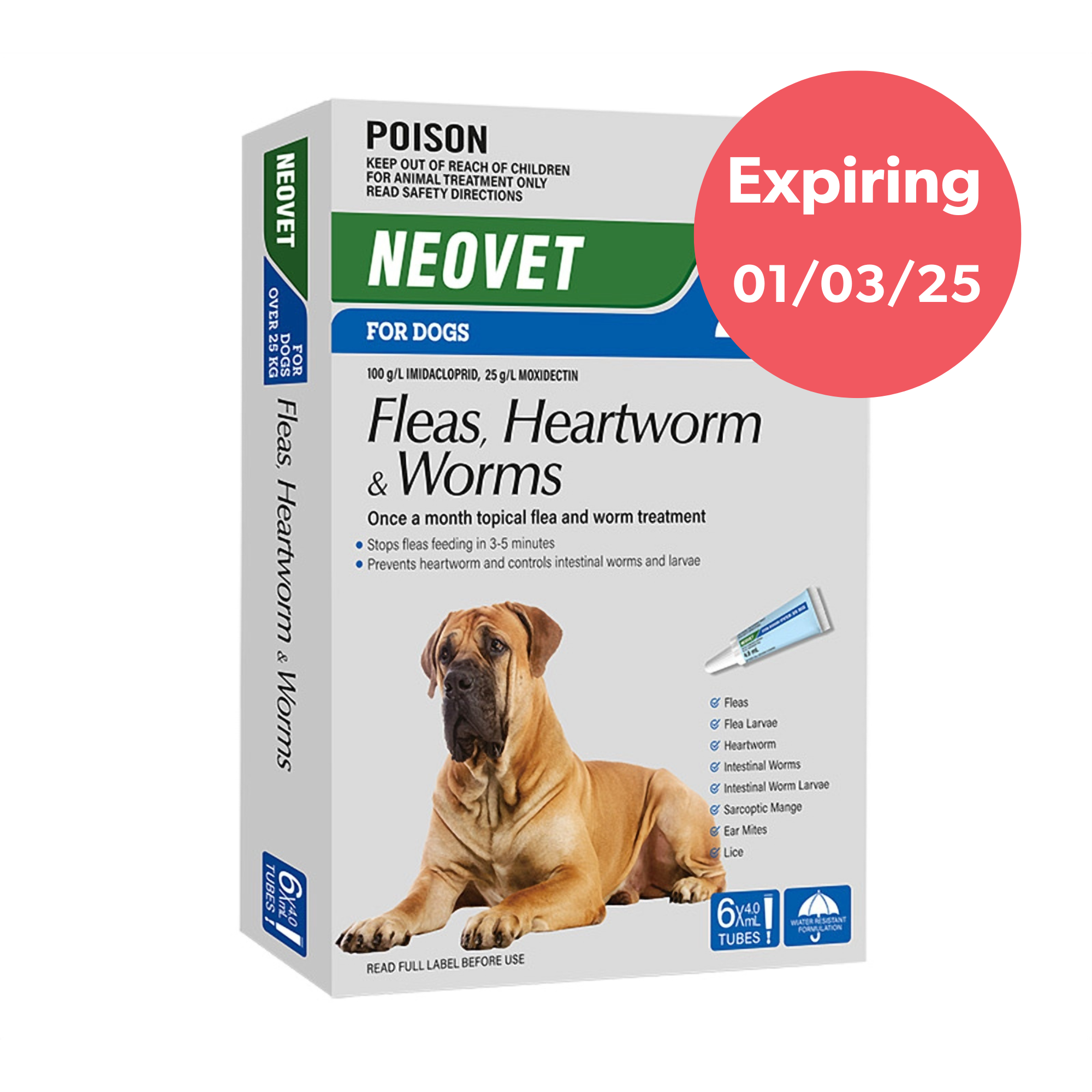 Explore Flea Tick Worm Treatments For Dogs At Swaggle