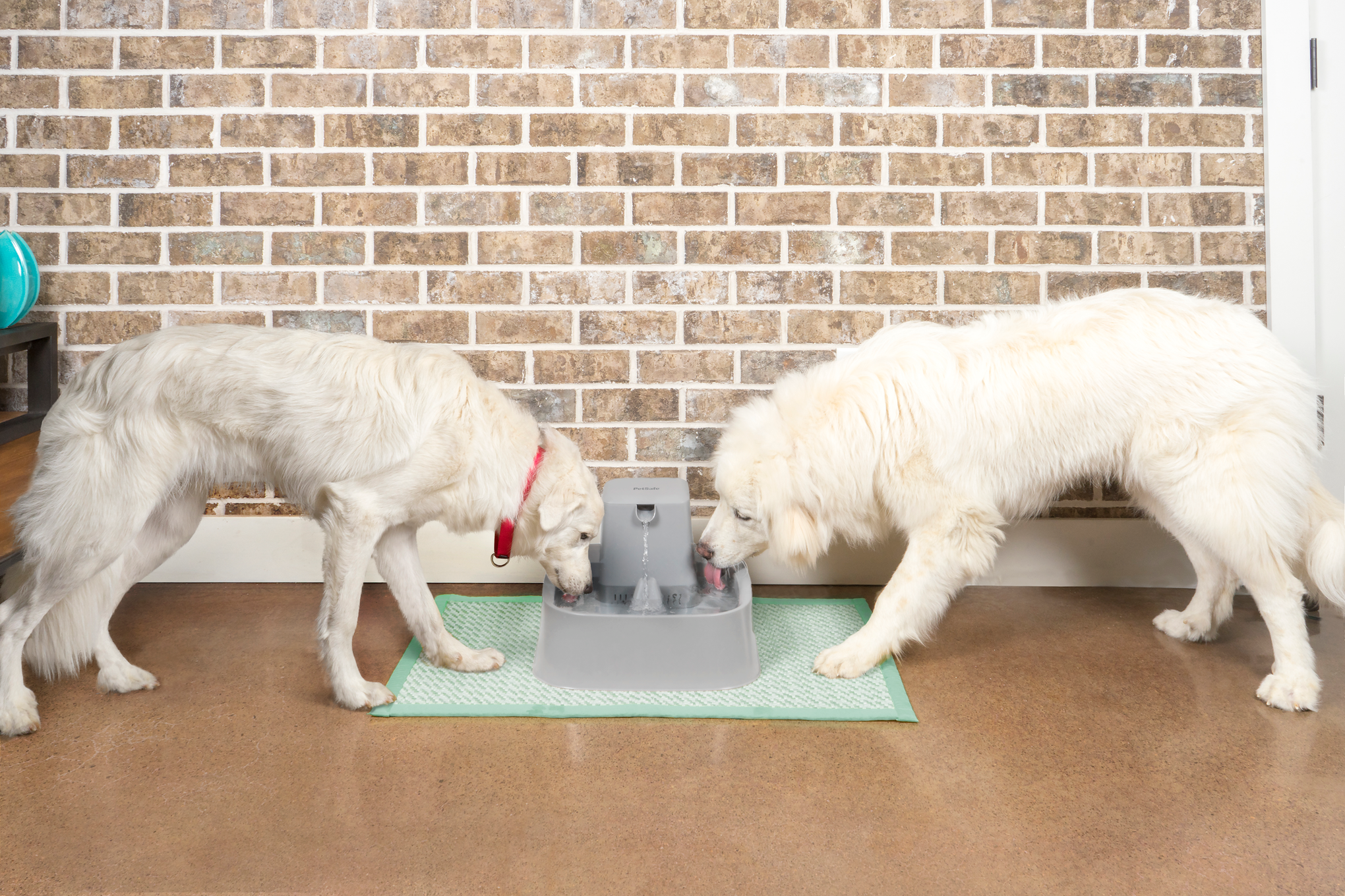 PetSafe DrinkWell Pet Fountain