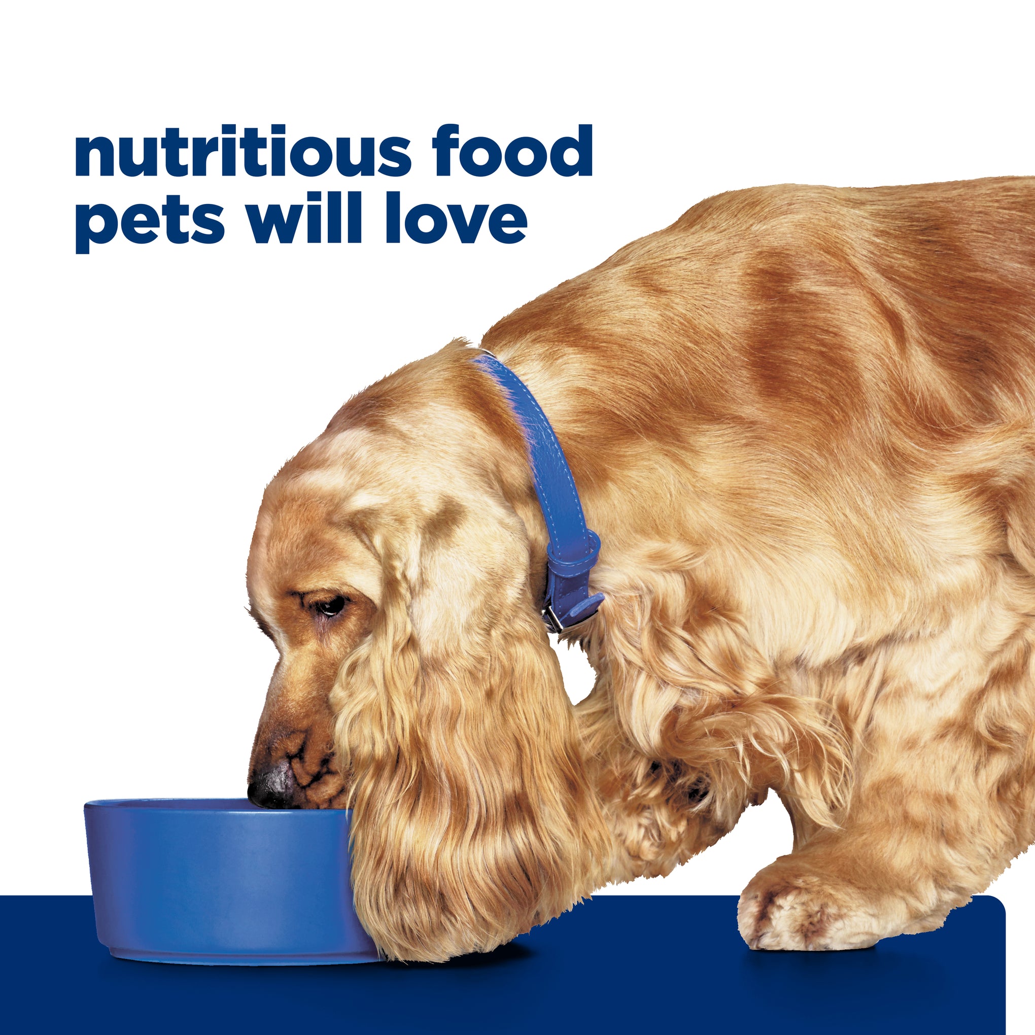 Hill's Prescription Diet z/d Skin/Food Sensitivities Dry Dog Food