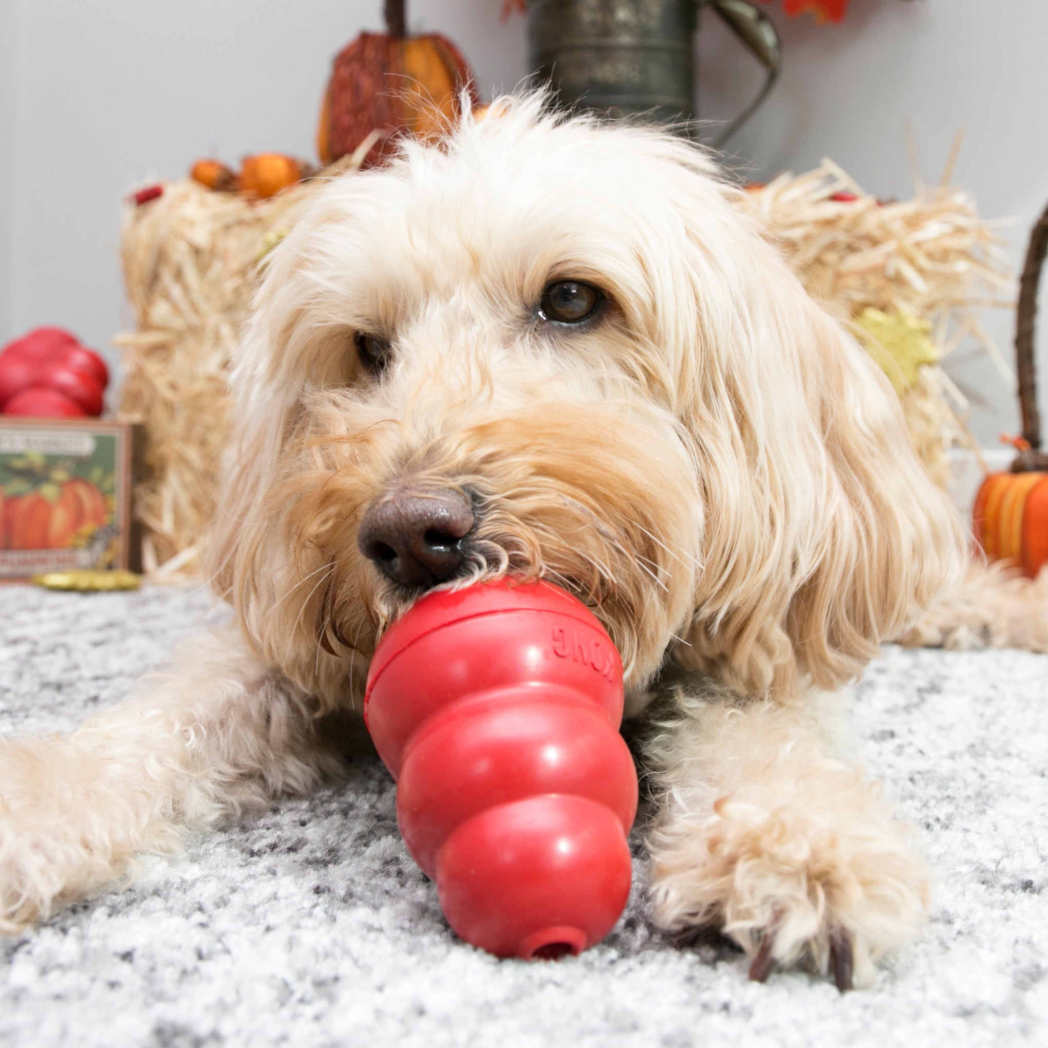 KONG Classic Dog Toy
