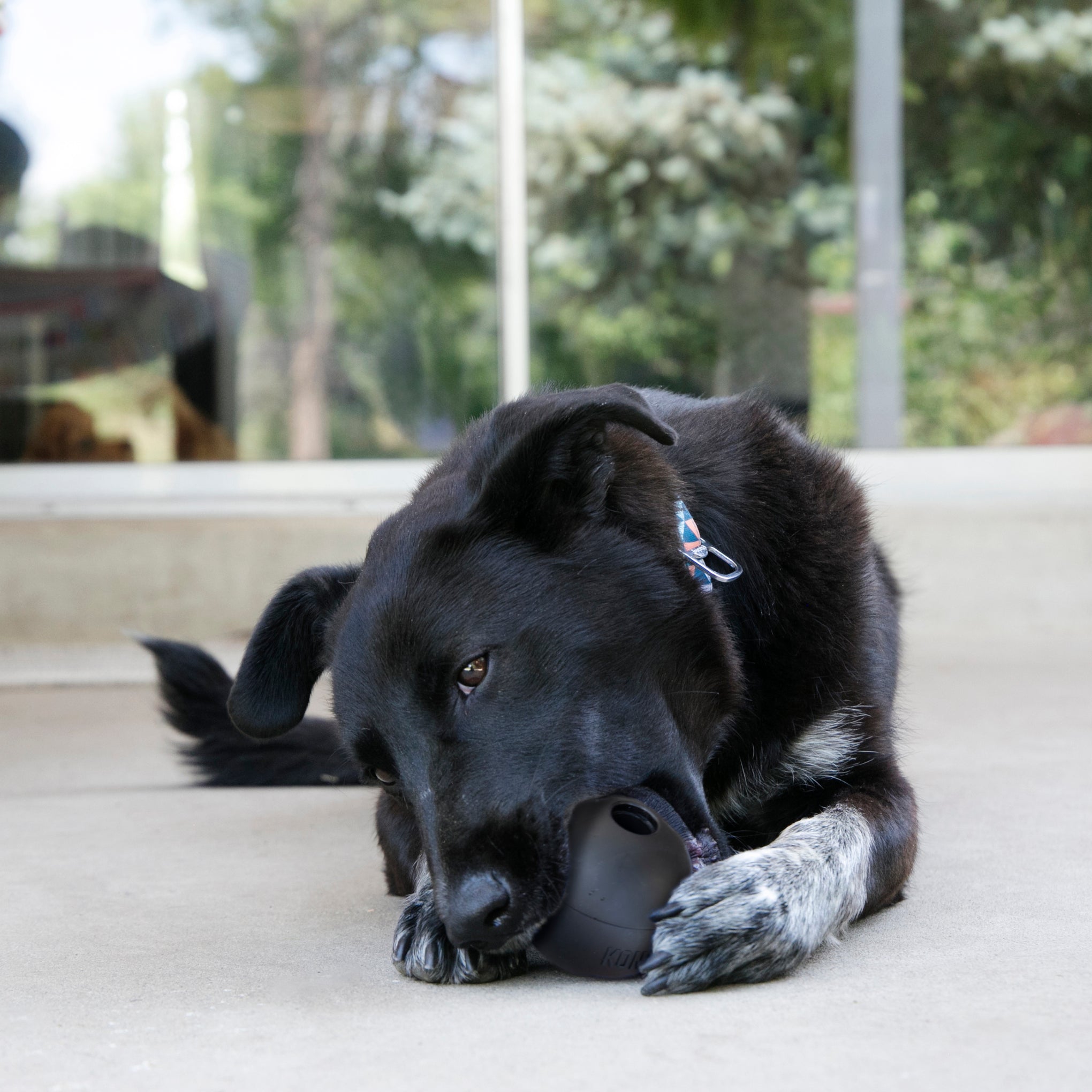 KONG Extreme Ball Dog Toy