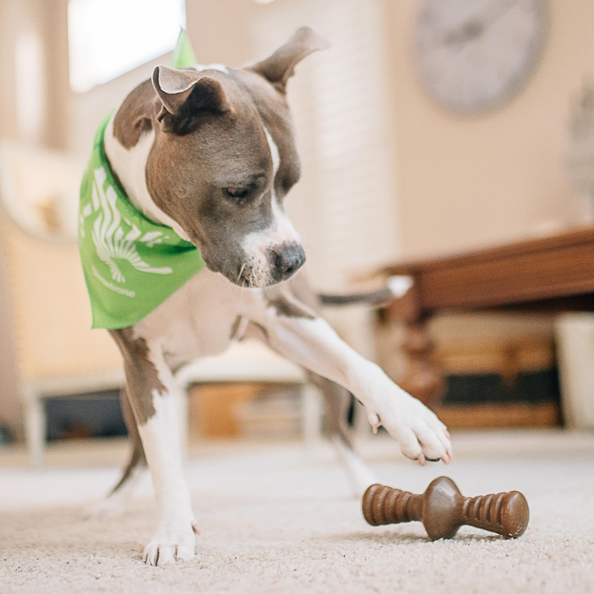 Benebone Zaggler Bacon Dog Toy