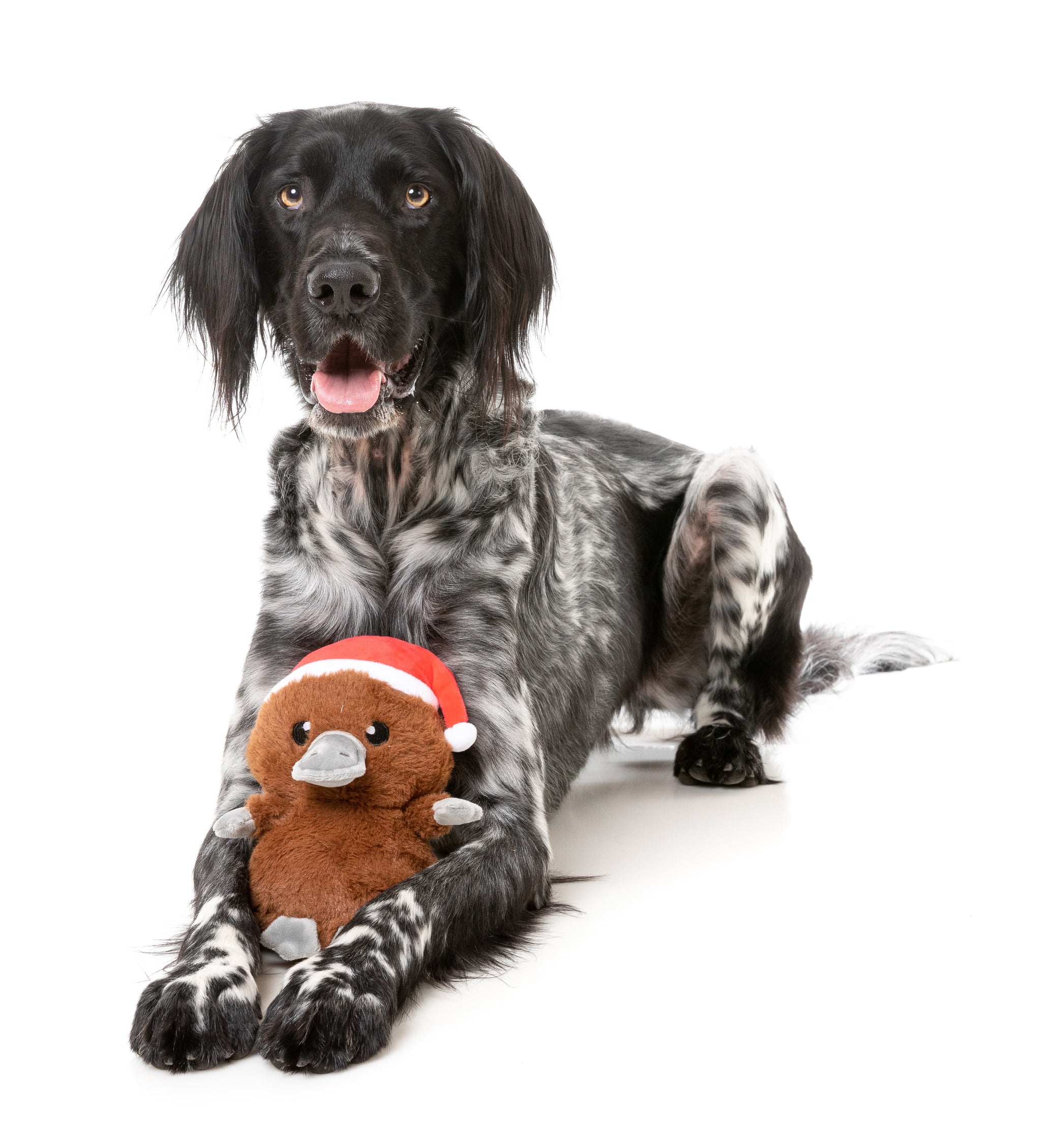 FuzzYard A-Wreatha the Platypus Dog Toy