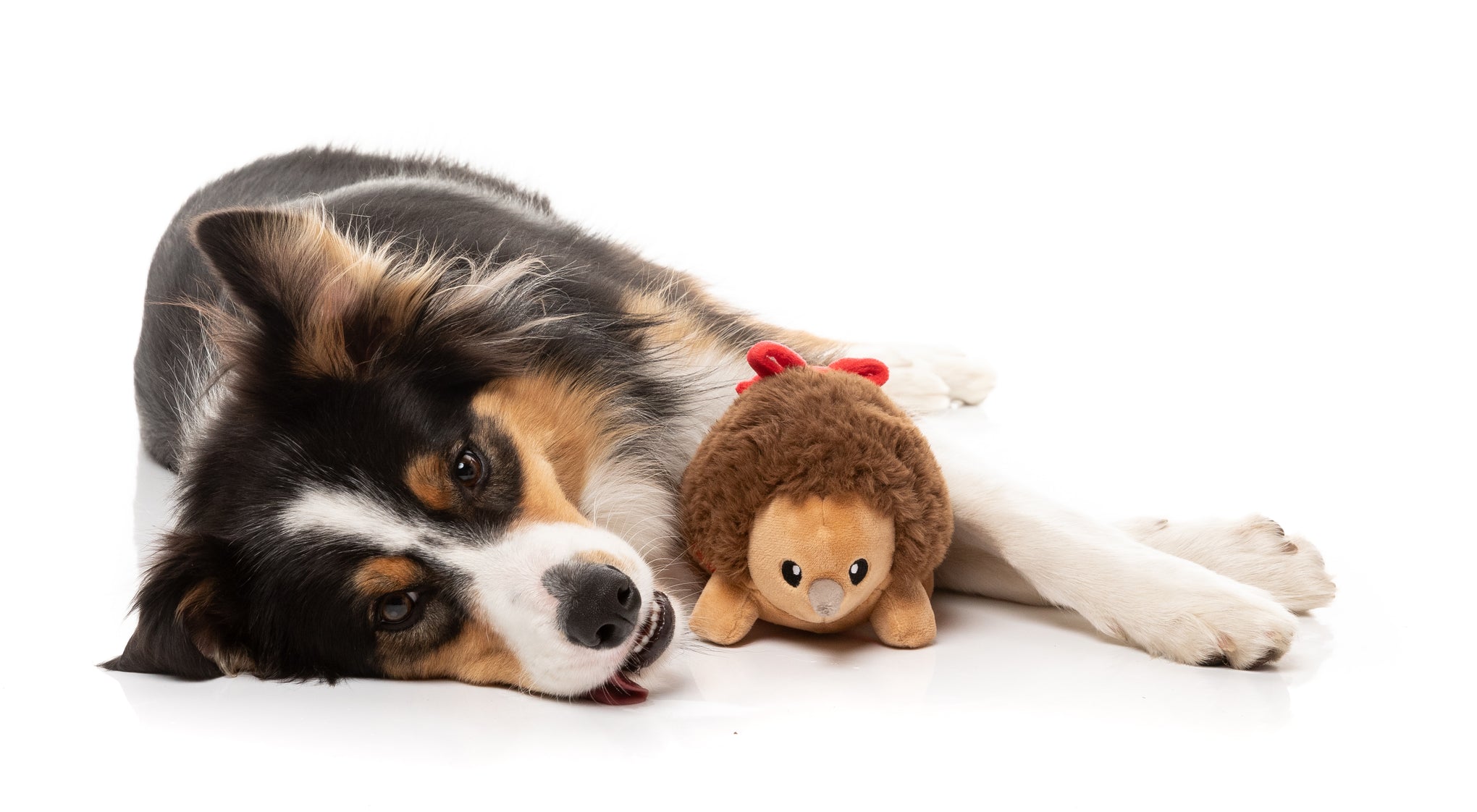 FuzzYard Errol Echidna Dog Toy