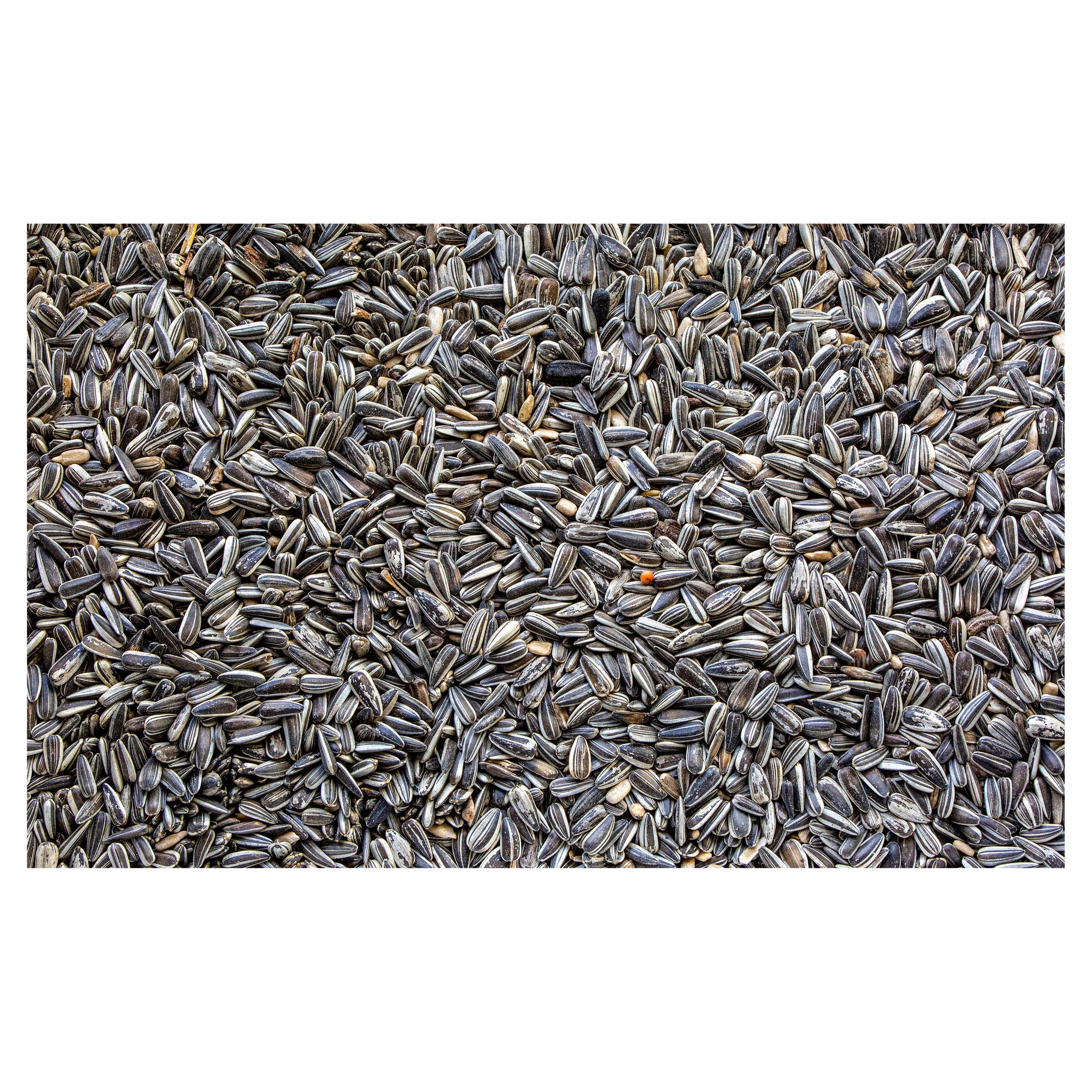 Harmony Sunflower Seed Mix 1.5kg