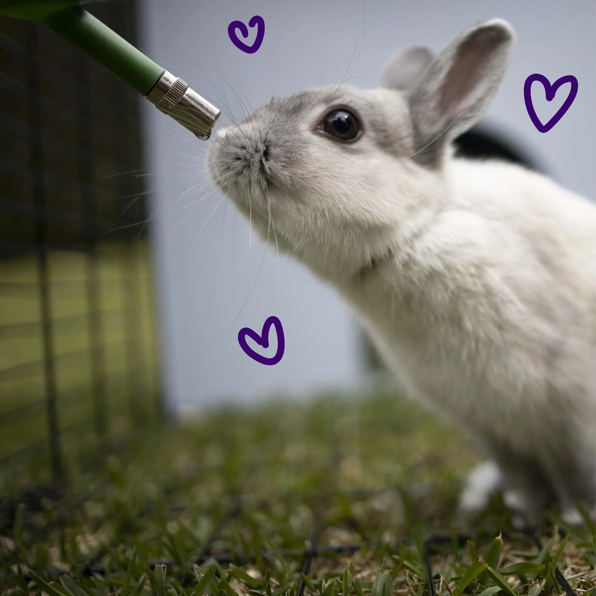 Kazoo Dwarf Rabbit Drinking Water Bottle Medium