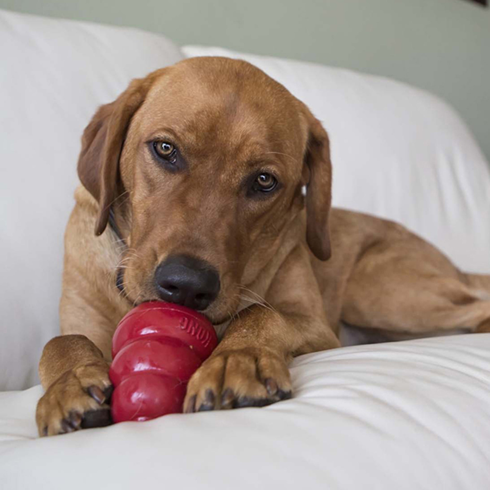 KONG Snacks Peanut Butter Dog Treats Small 200g