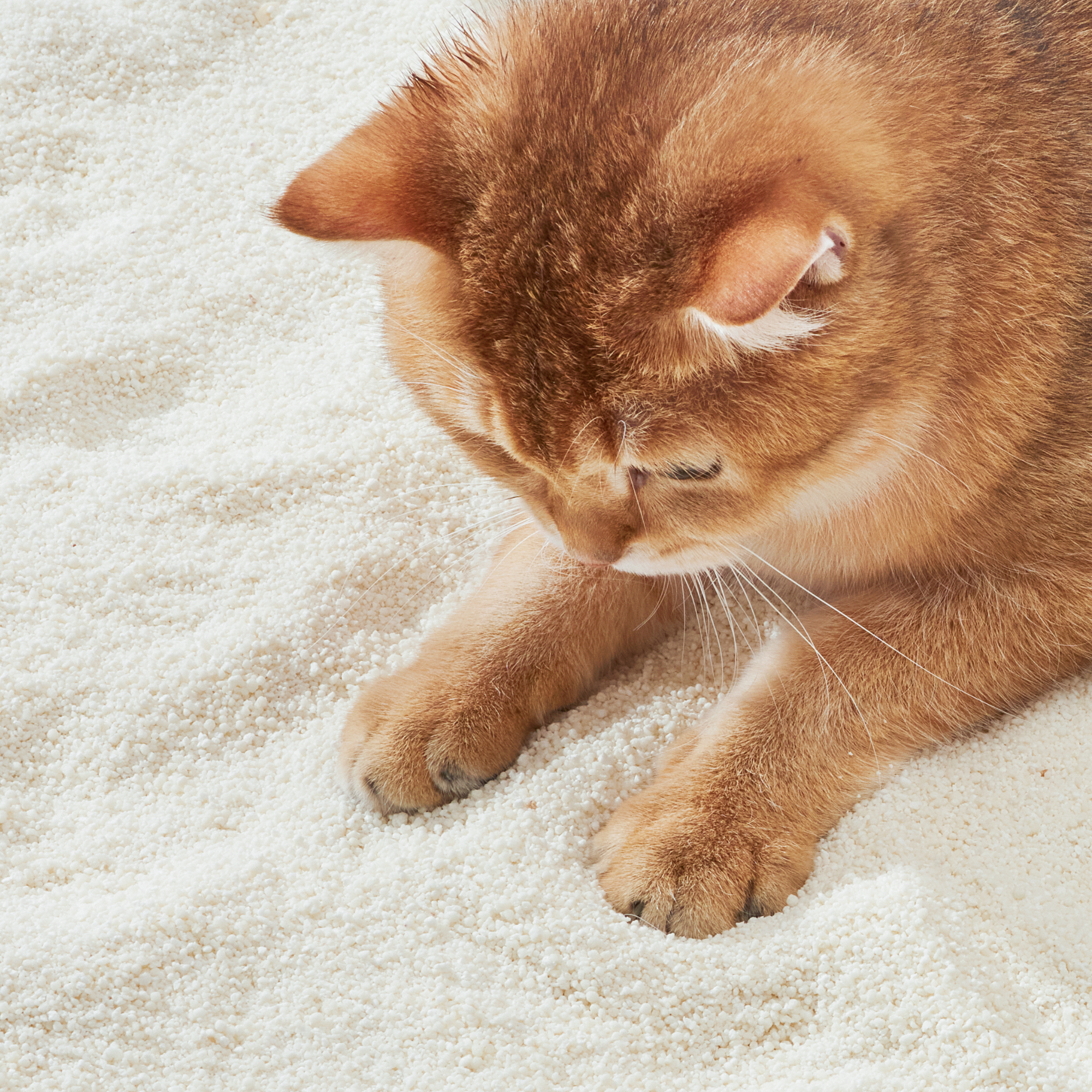 Michu Wonder Plant Based Cat Litter Unscented 2.5kg