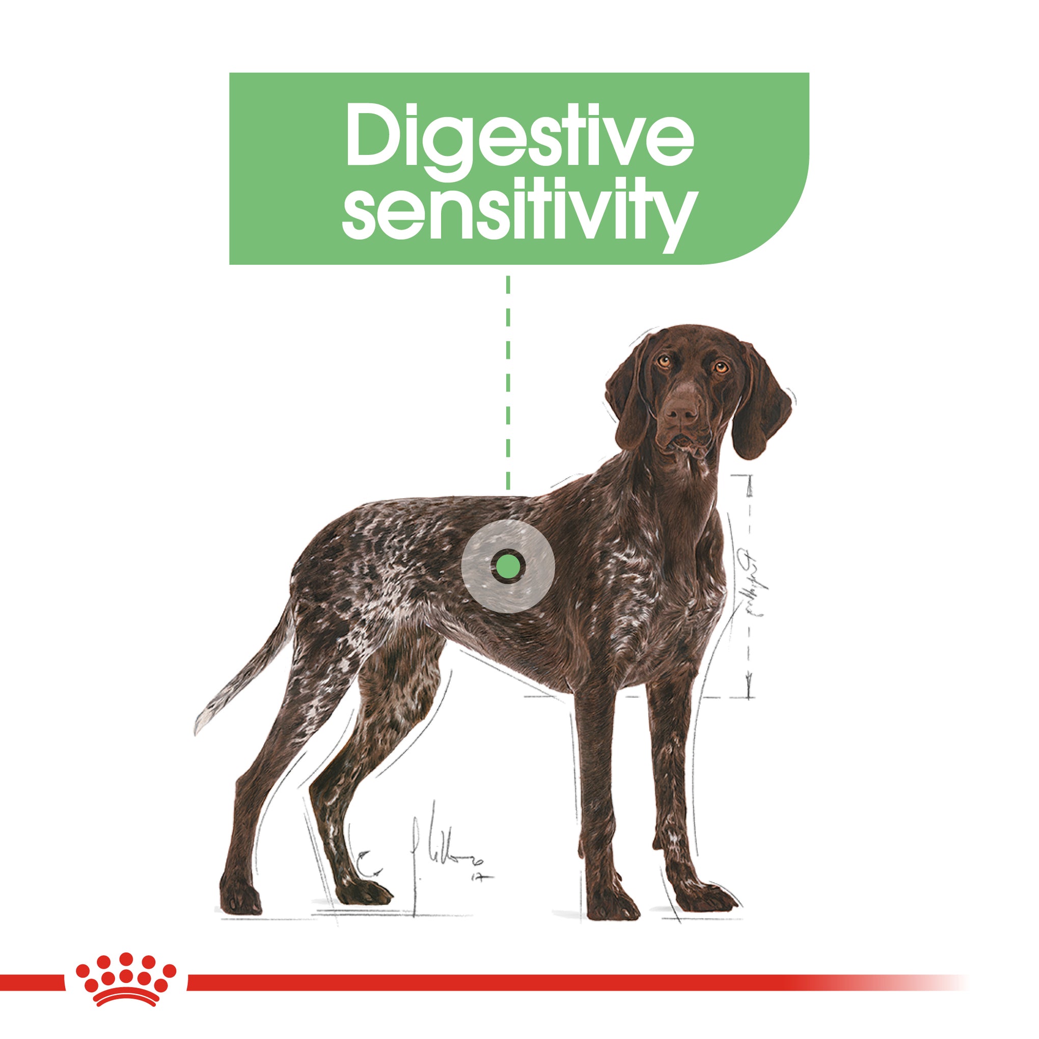 Royal Canin Maxi Digestive Care Adult Dry Dog Food 12kg