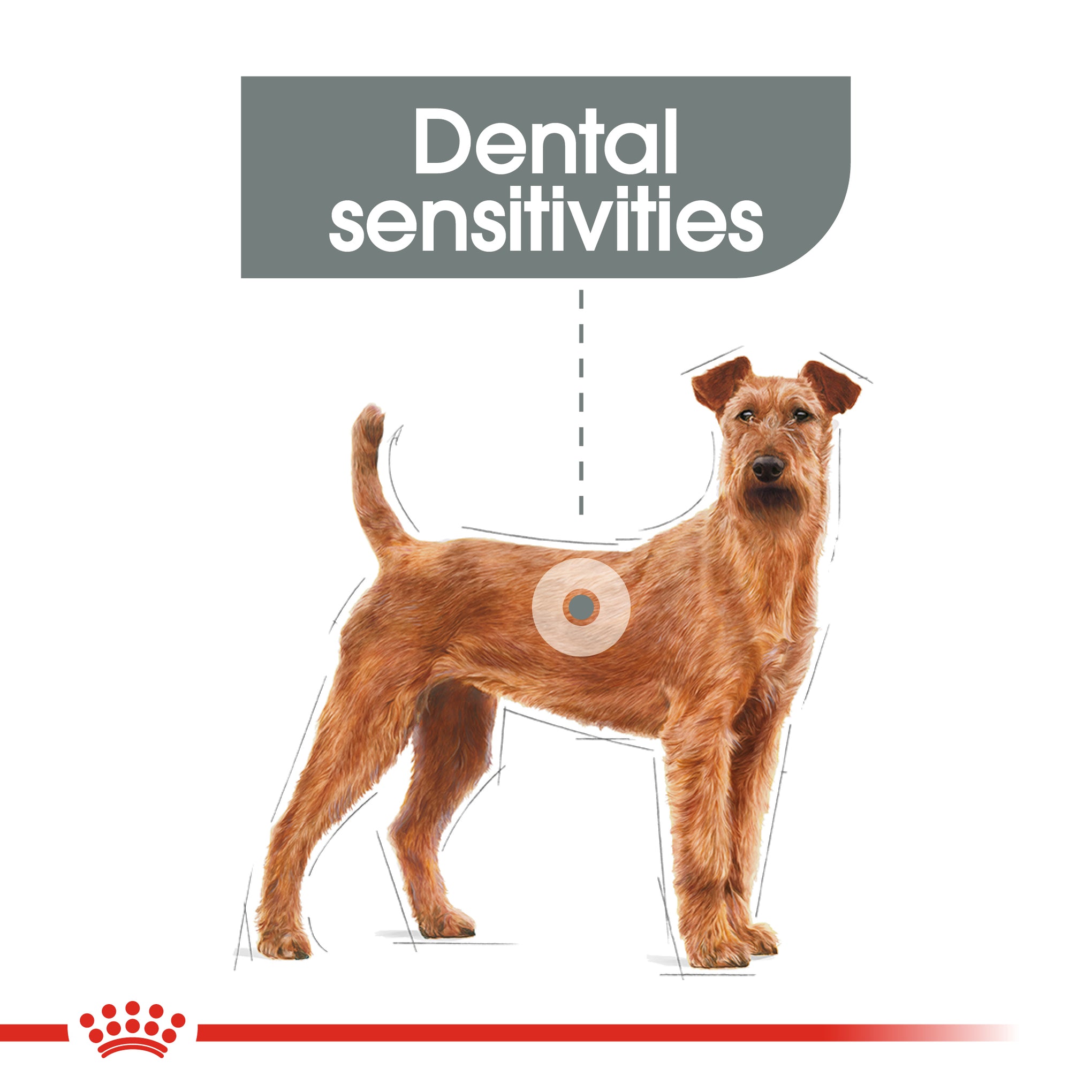 Royal Canin Medium Dental Health Care Adult Dry Dog Food 10kg