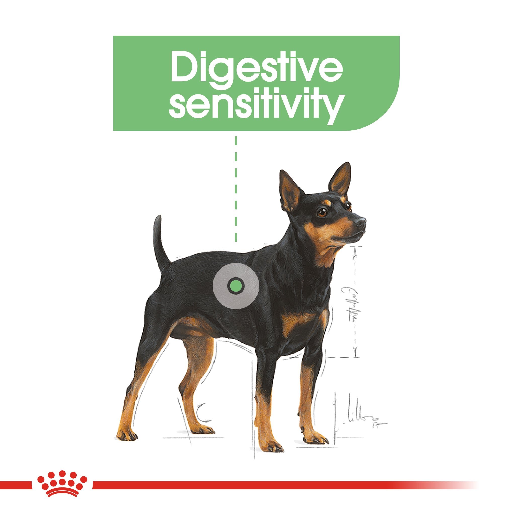 Royal Canin Mini Adult Digestive Care Dry Dog Food