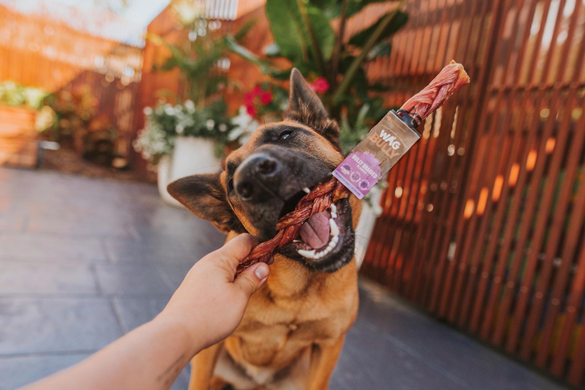 WAG Dog Treat Braided Bully Stick