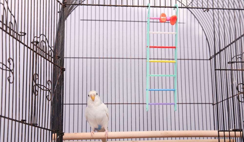 Avi One Bird Toy Multi Coloured Ladders With Geometric Beads