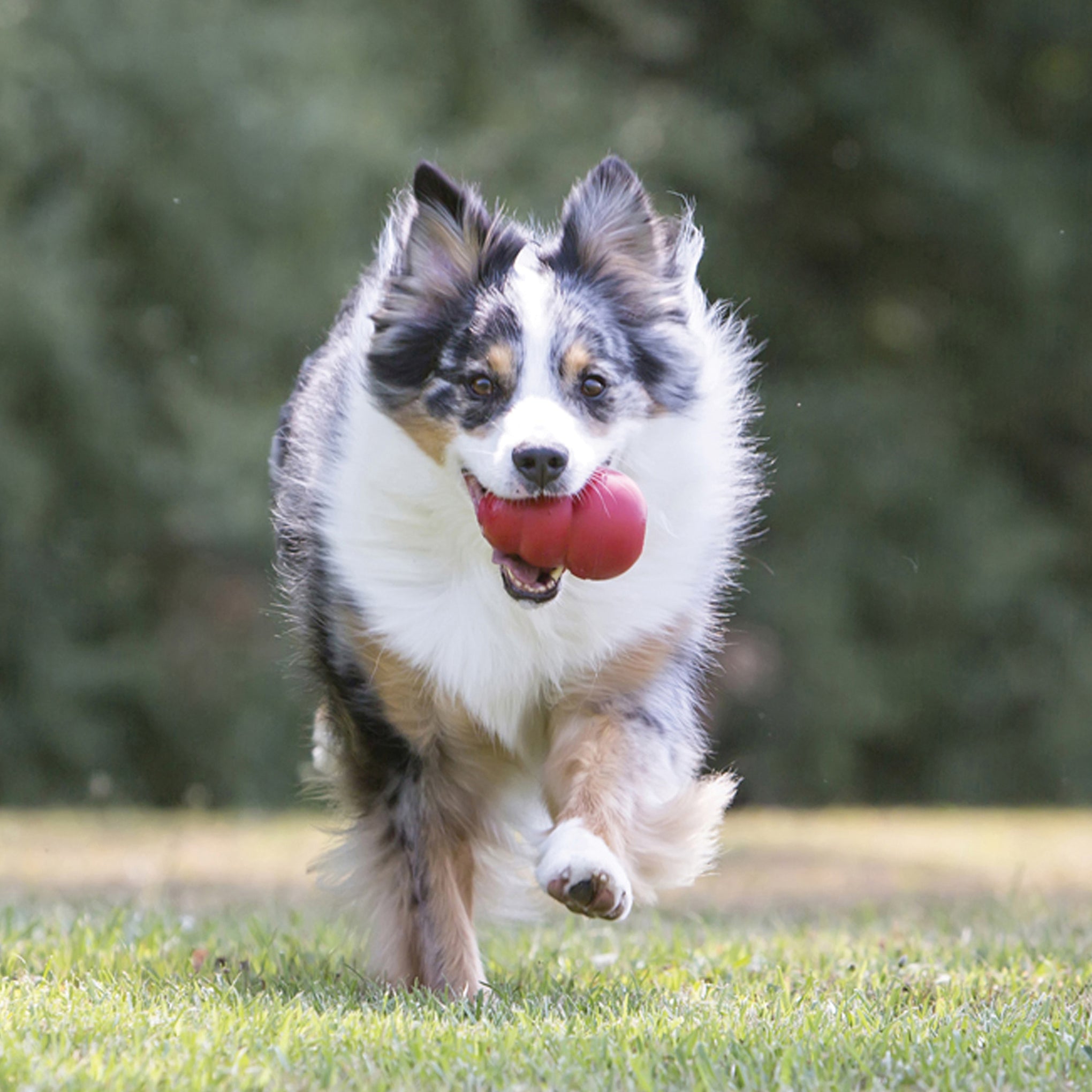KONG Classic Dog Toy