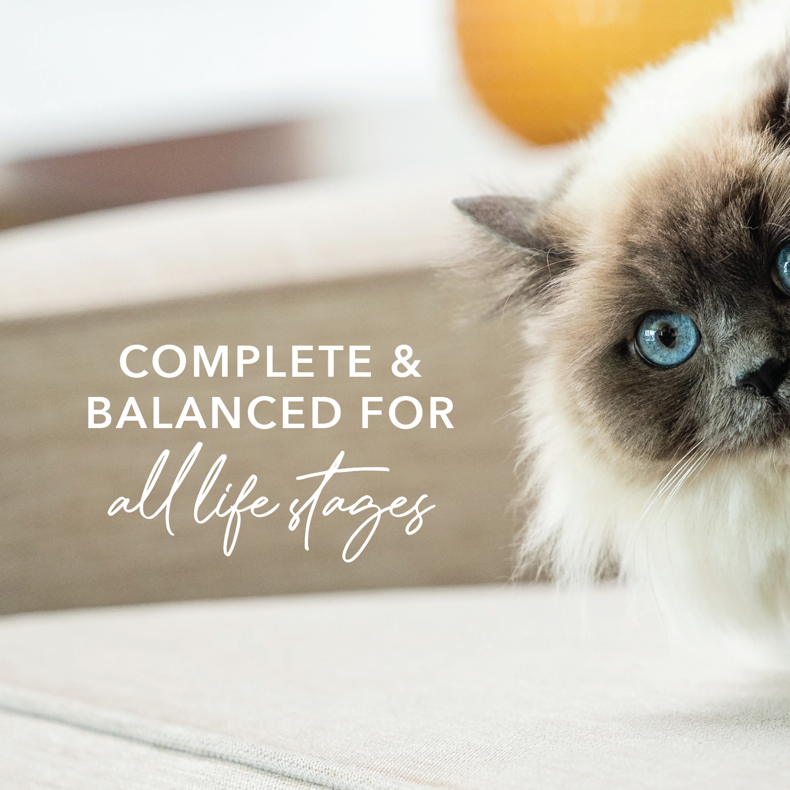 Feline Natural BPA Free & Gelatin Free Cat Food Chicken Single Can 170g