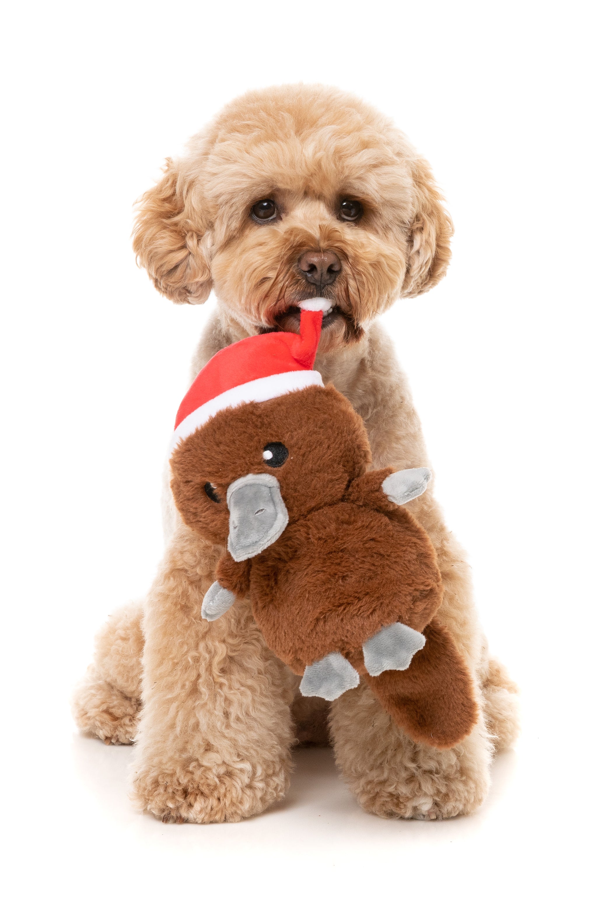 FuzzYard A-Wreatha the Platypus Dog Toy