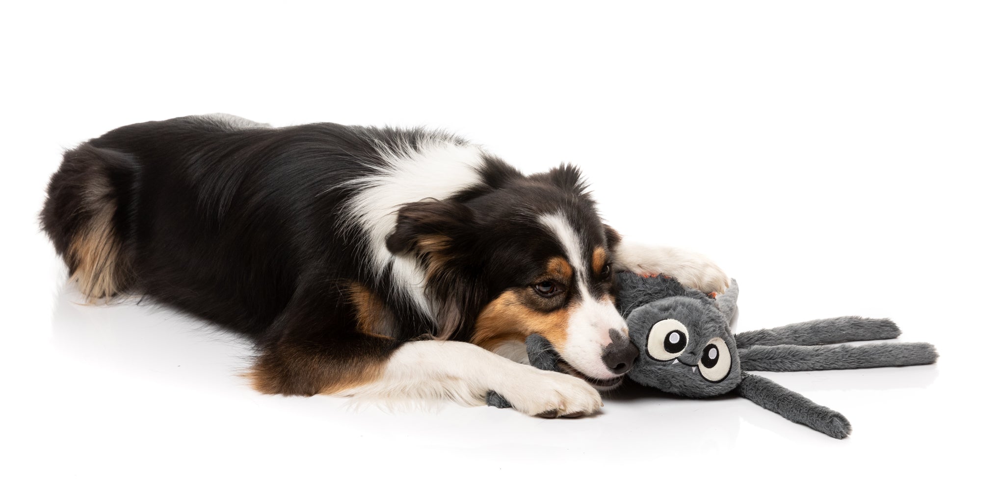FuzzYard Arachnate The Spider Dog Toy