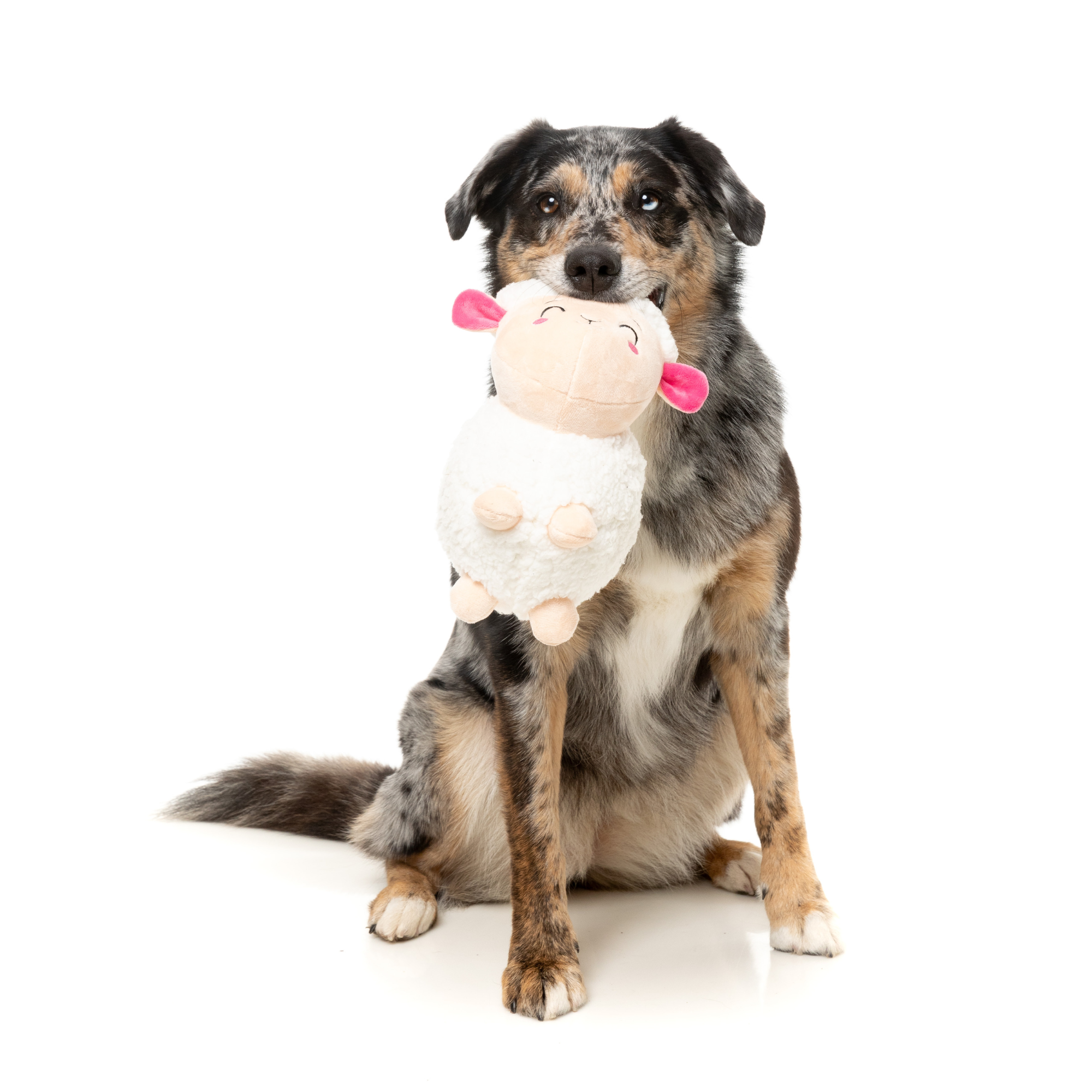 FuzzYard Bahh-bara Dog Toy