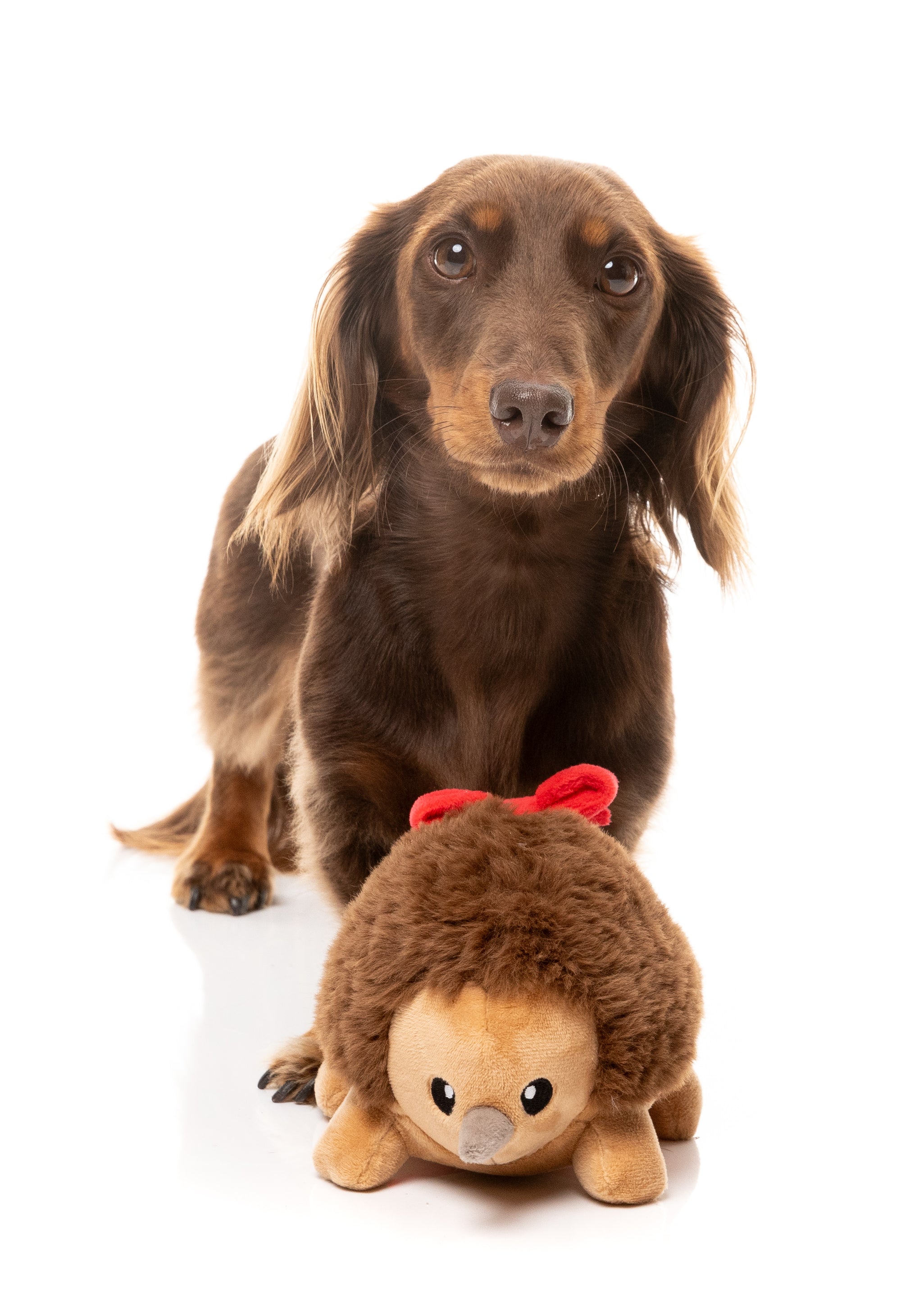 FuzzYard Errol Echidna Dog Toy