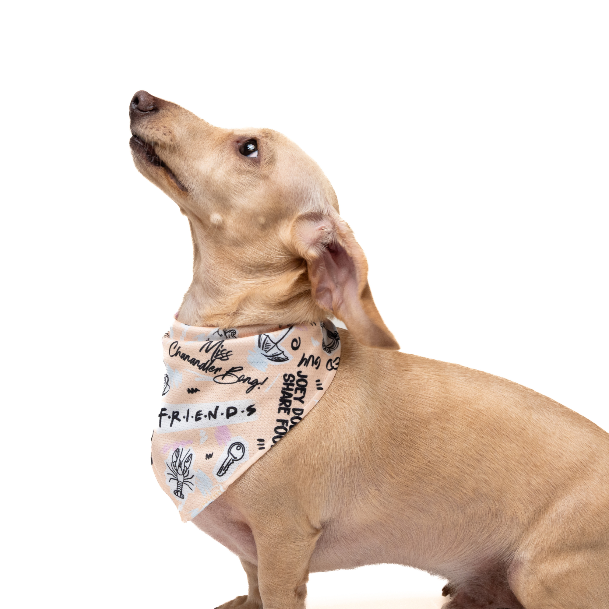 Petverse Friends Pet Bandana