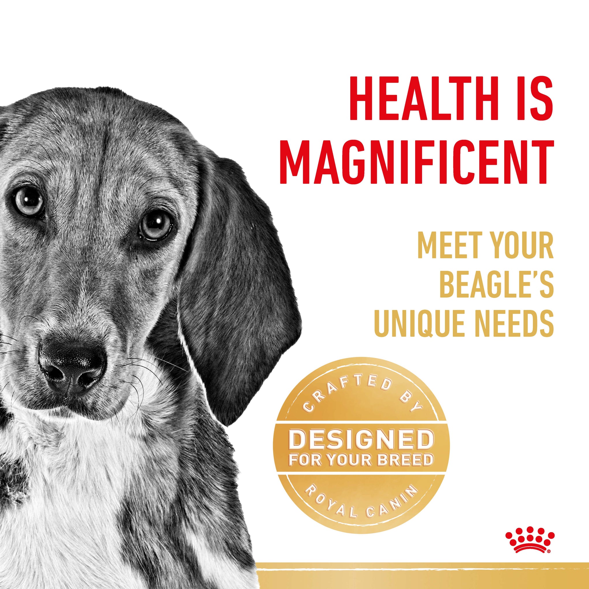 Royal Canin Dog Beagle Adult Dry Food