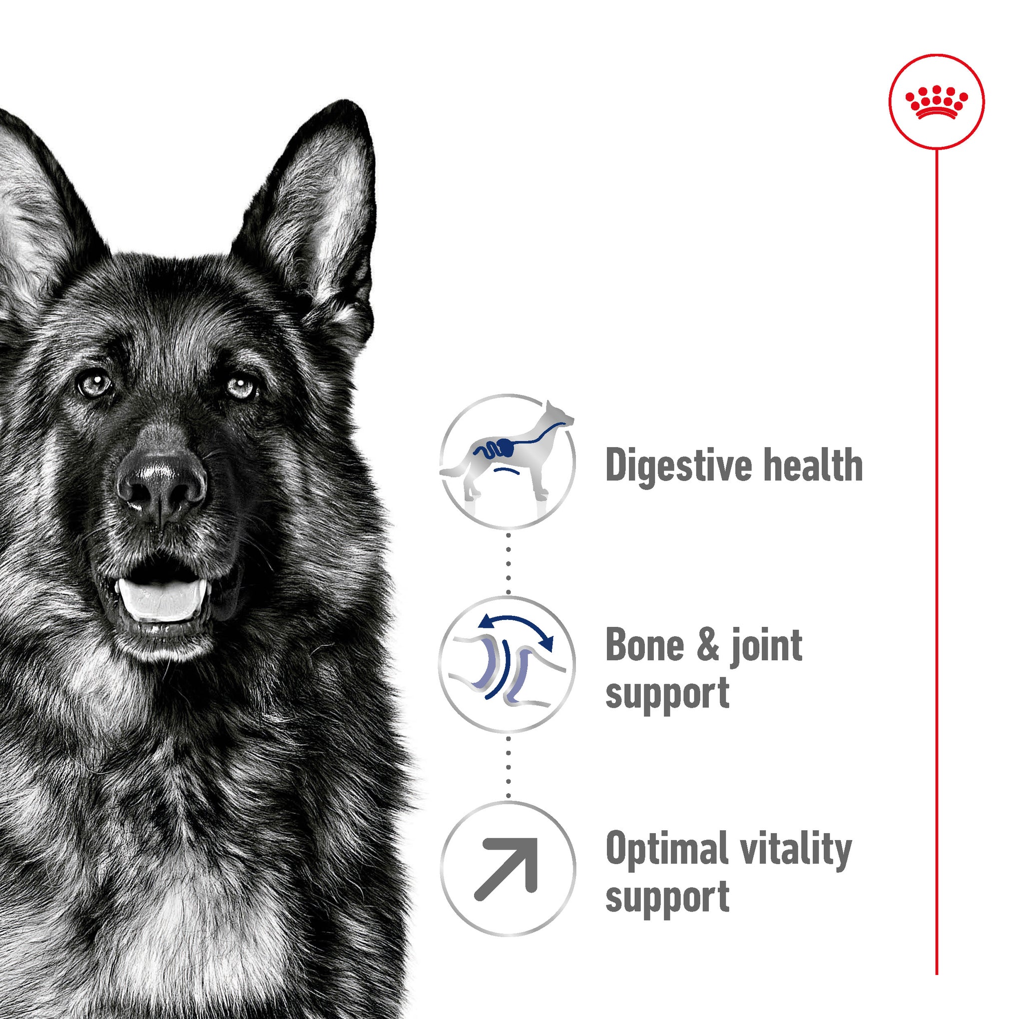 Royal Canin Maxi Adult 5+ Dry Dog Food 15kg