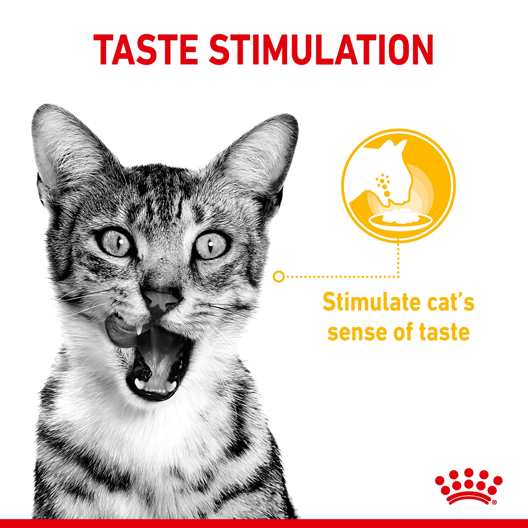 Royal Canin Sensory Taste Jelly Adult Wet Cat Food Pouches 85g x 12
