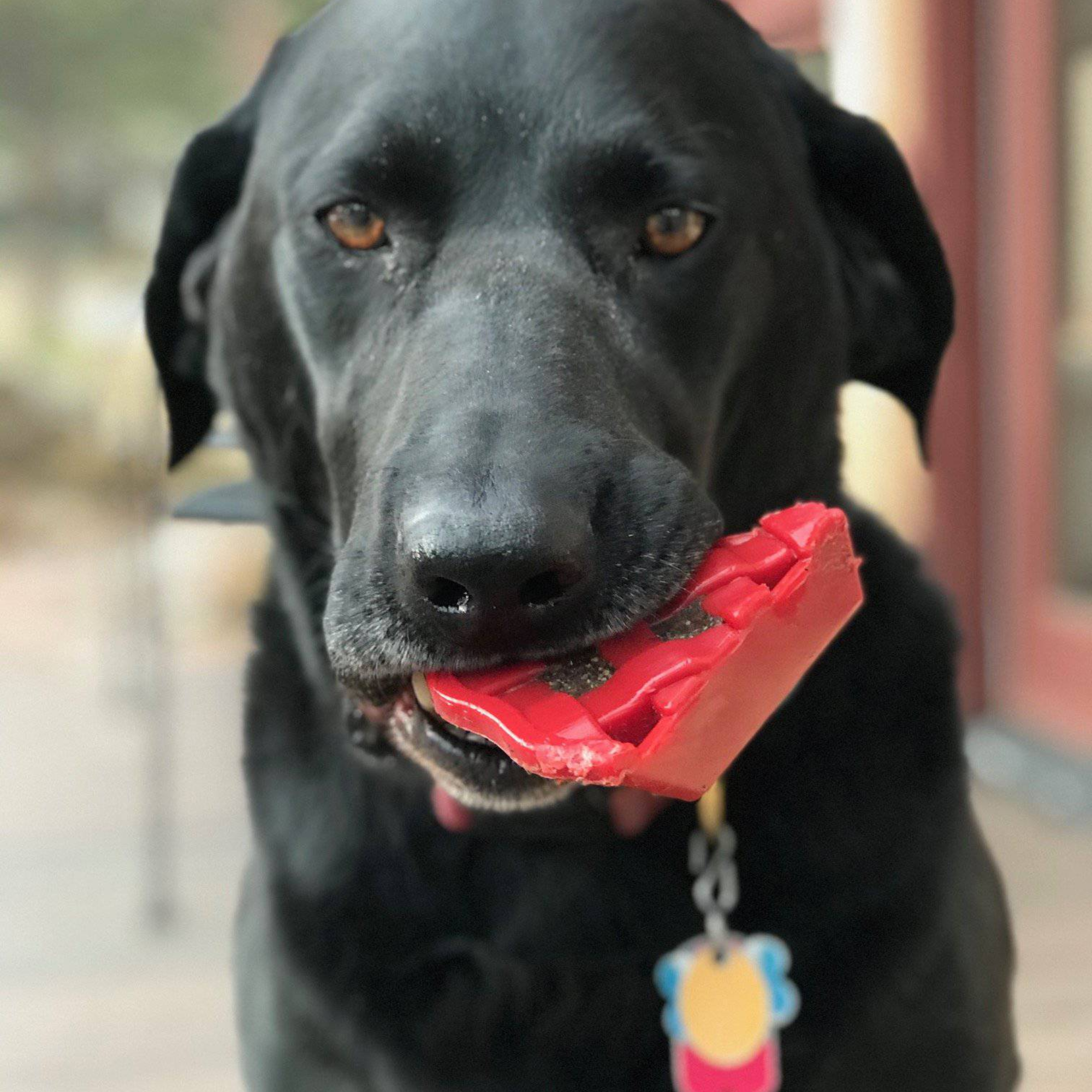 SodaPup Nylon Cherry Pie Dog Toy