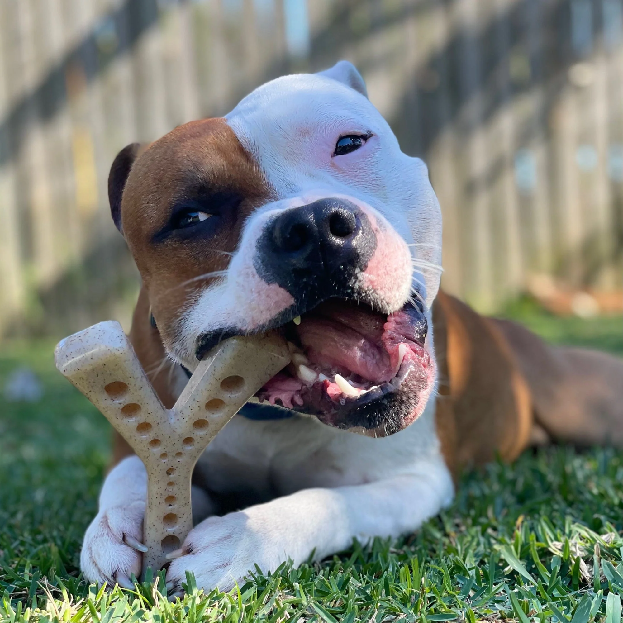 SodaPup Nylon Mod Wishbone Dog Toy