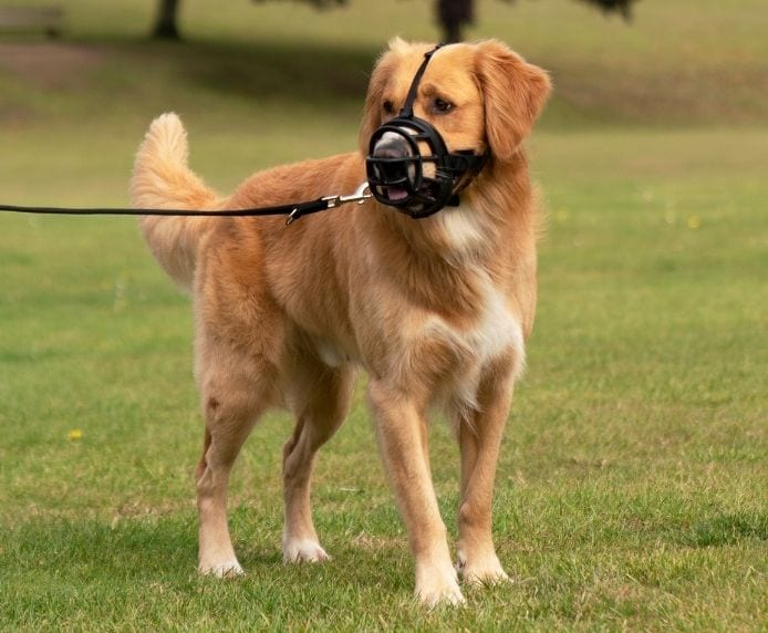 Company of Animals Baskerville Ultra Dog Muzzle