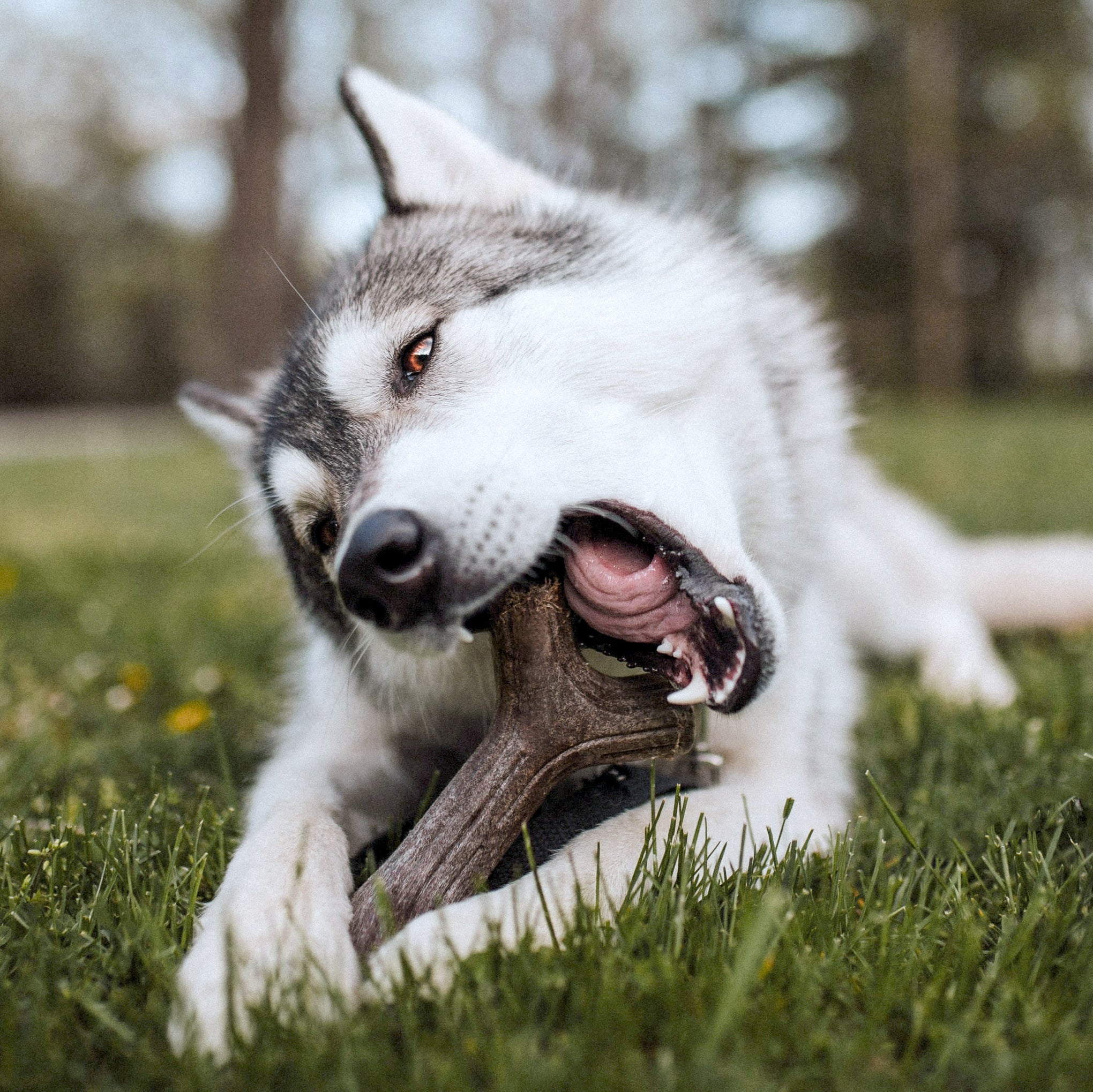 Benebone Maplestick Dog Toy