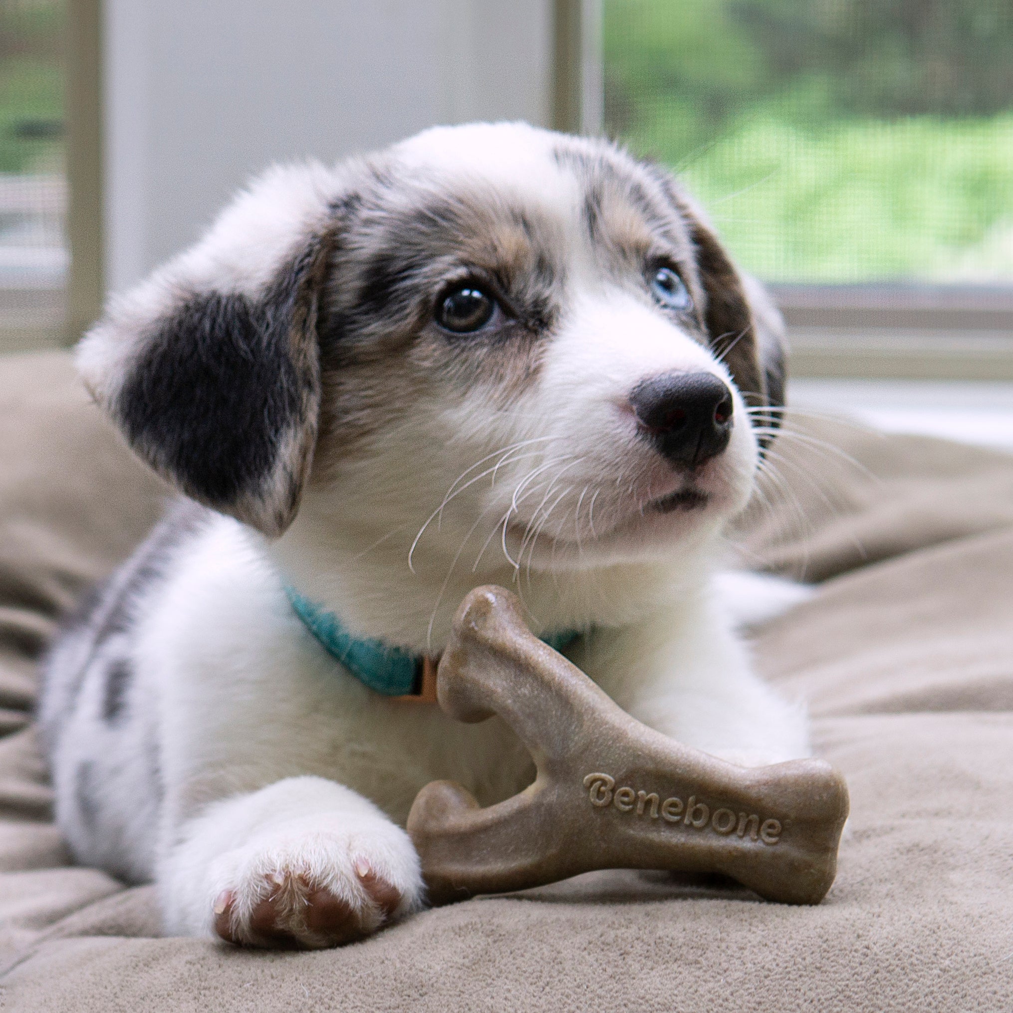 Benebone Wishbone Bacon Puppy Toy