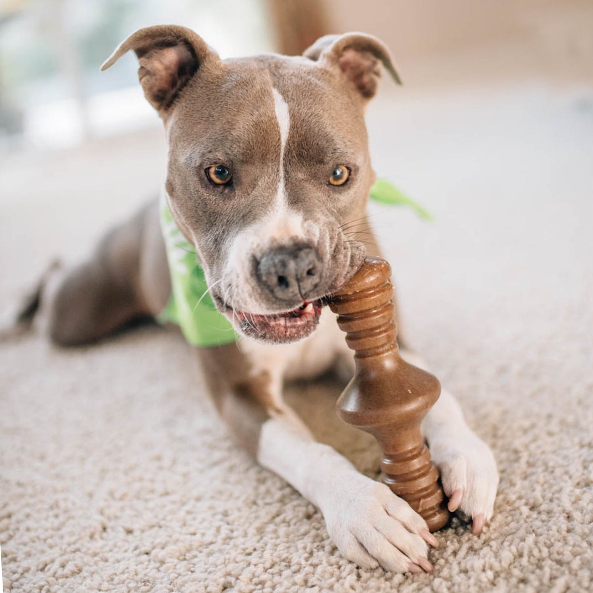 Benebone Zaggler Bacon Dog Toy