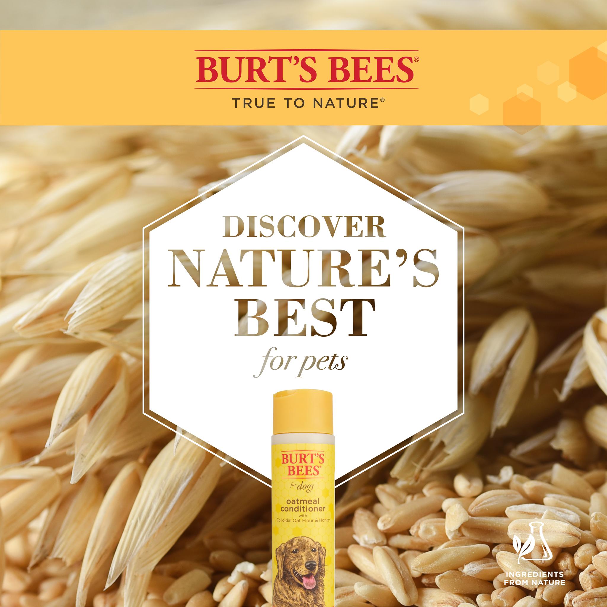 Burt's bees oatmeal dog shampoo best sale