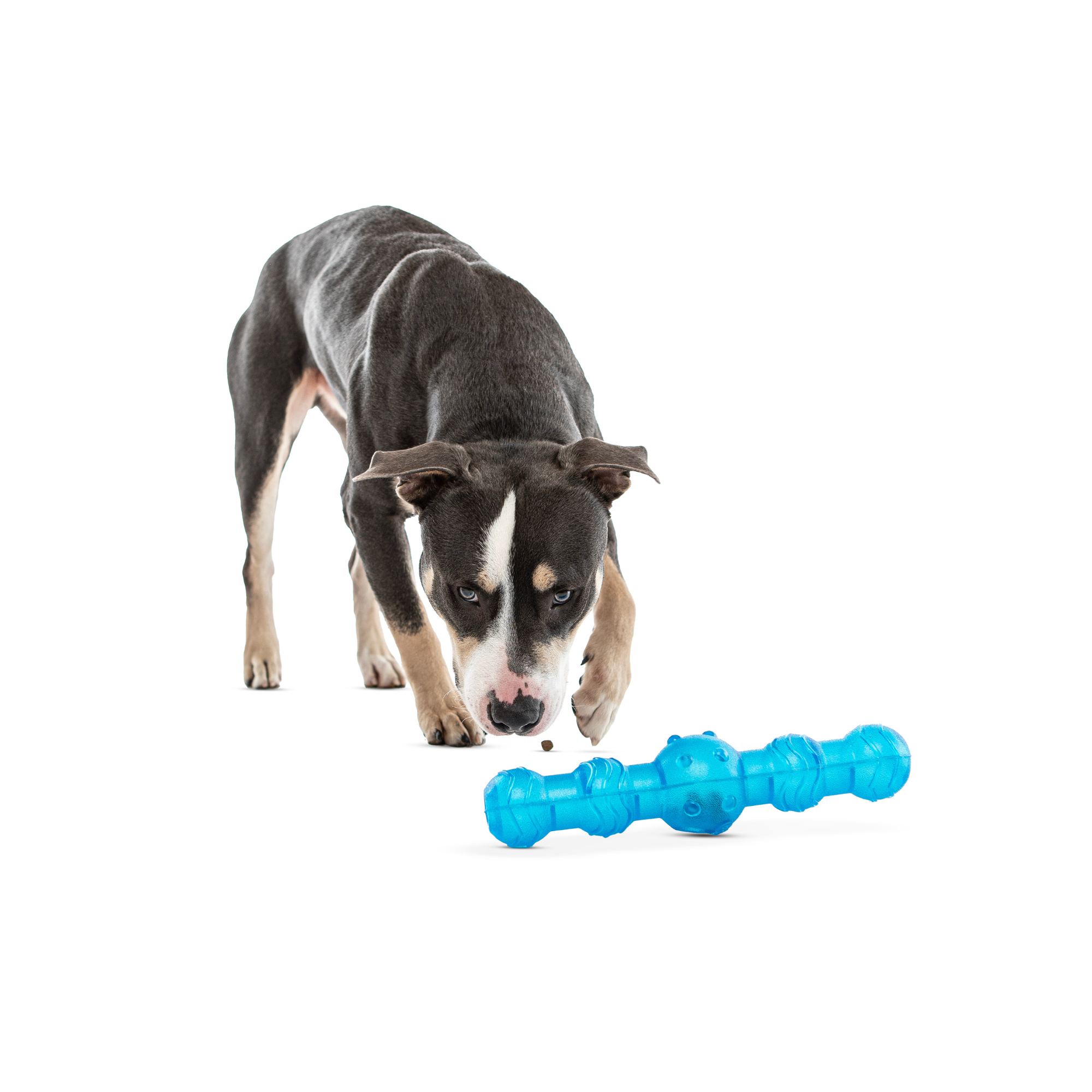GURU Shaker Stick Dog Toy Medium/Large